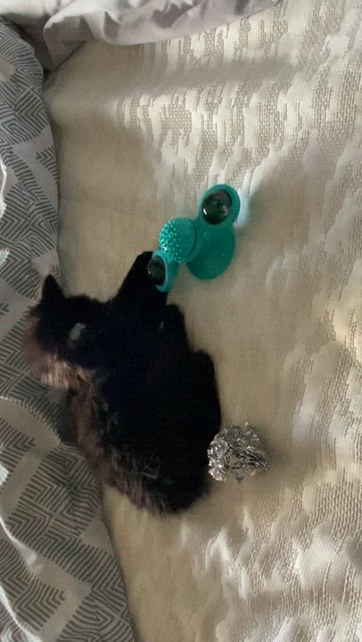 Enlarge Penny, an adopted Domestic Medium Hair in Salt Spring Island, BC video 5/5