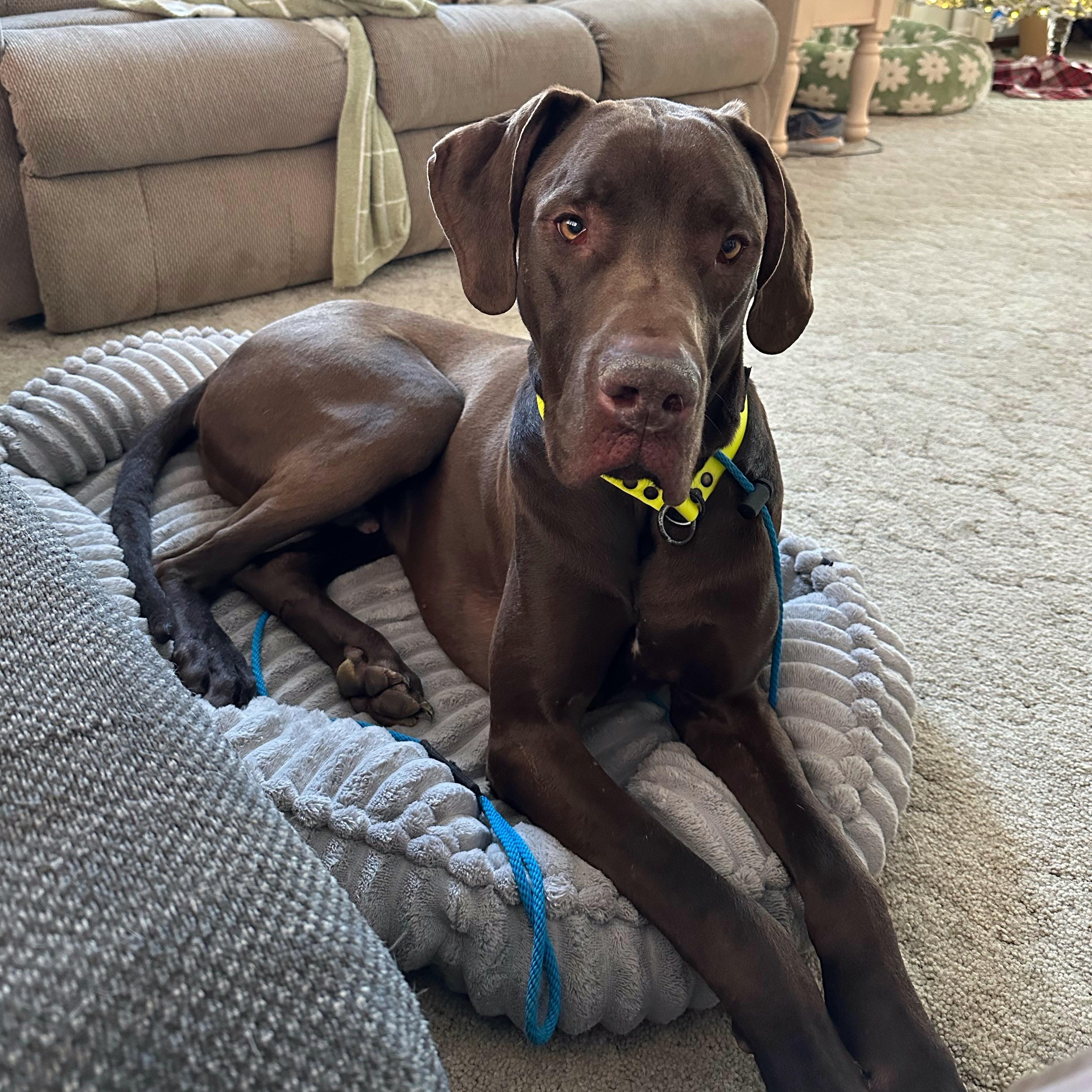 Chip, Adoptable, Adult Male Great Dane.