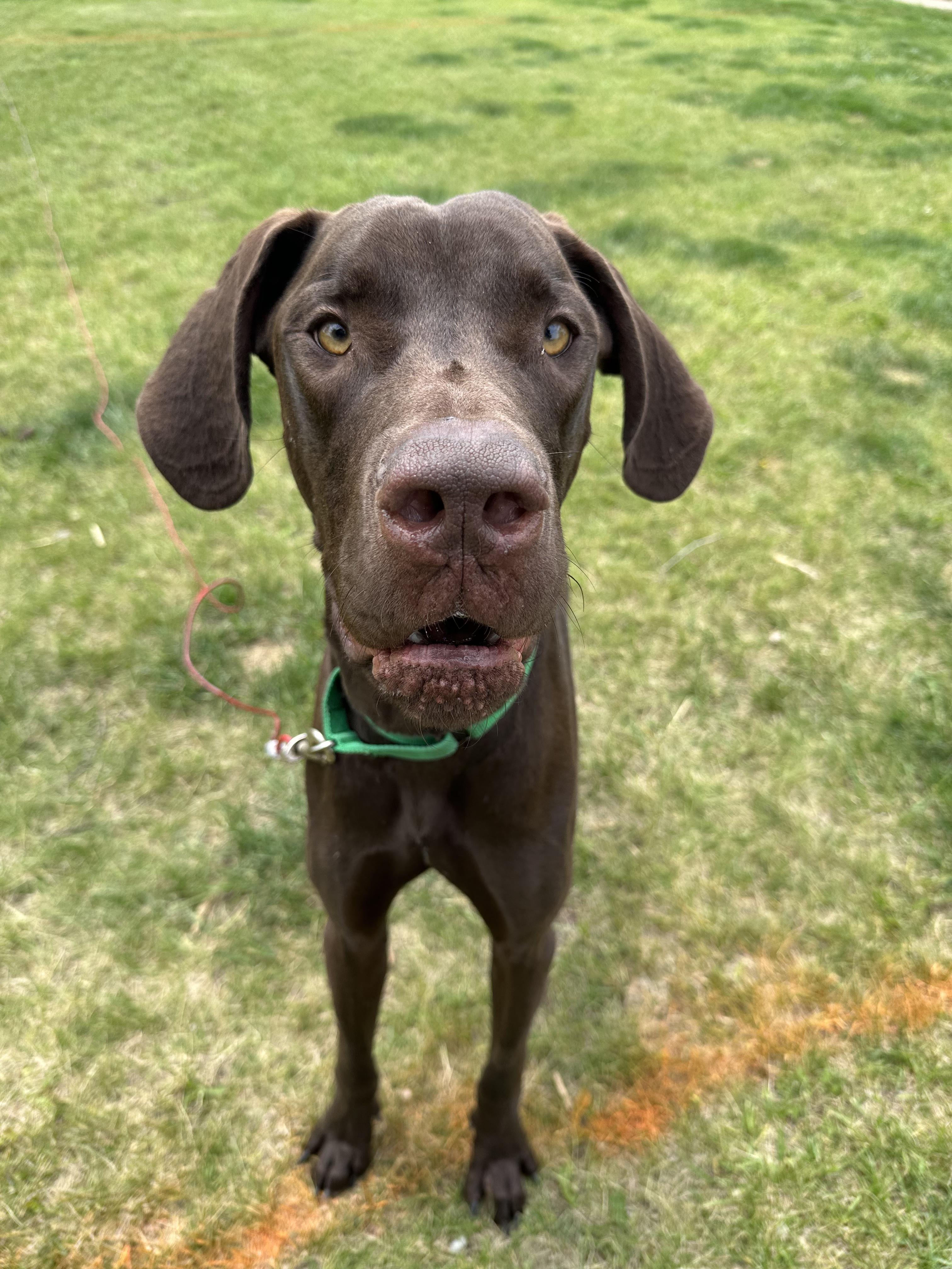 Chip, a Adoptable mixed breed in Indianapolis, IN image 3/6