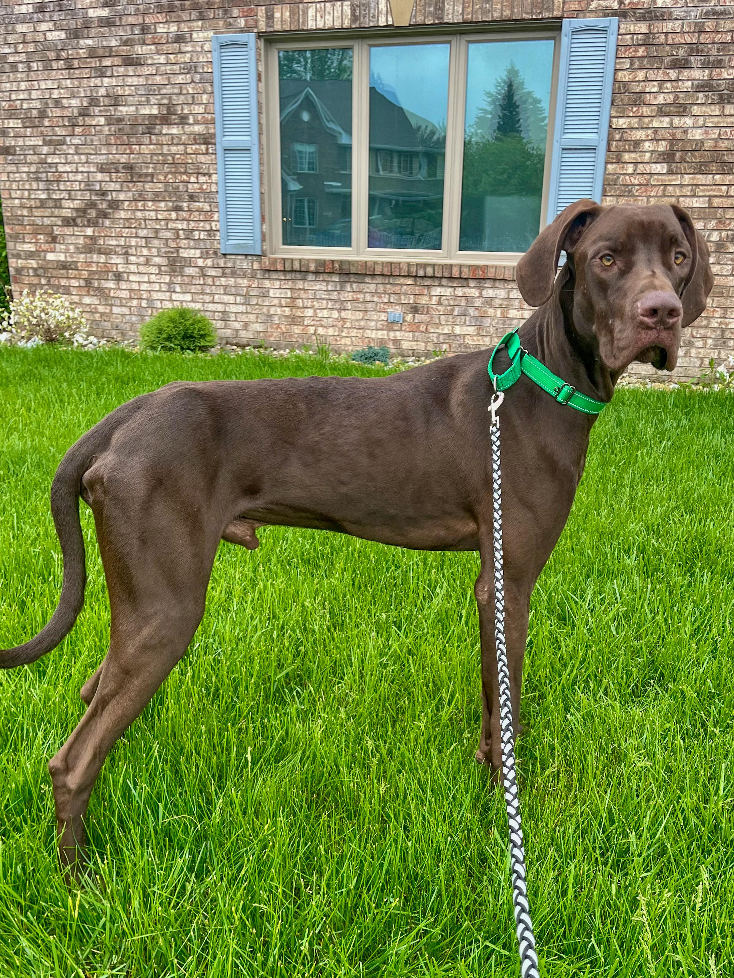 Chip, a Adoptable mixed breed in Indianapolis, IN image 5/6