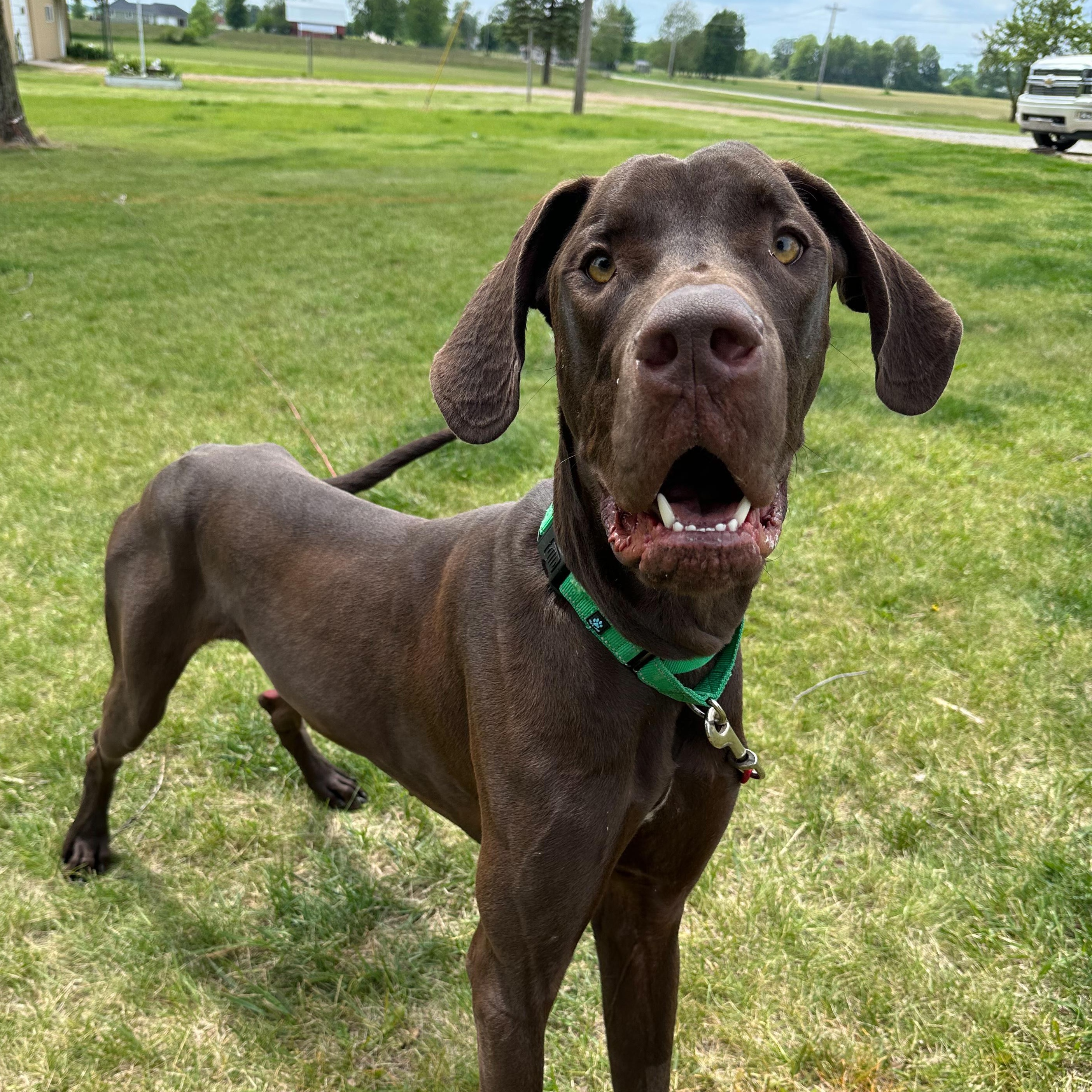 Chip, Adoptable, Young Male Great Dane.
