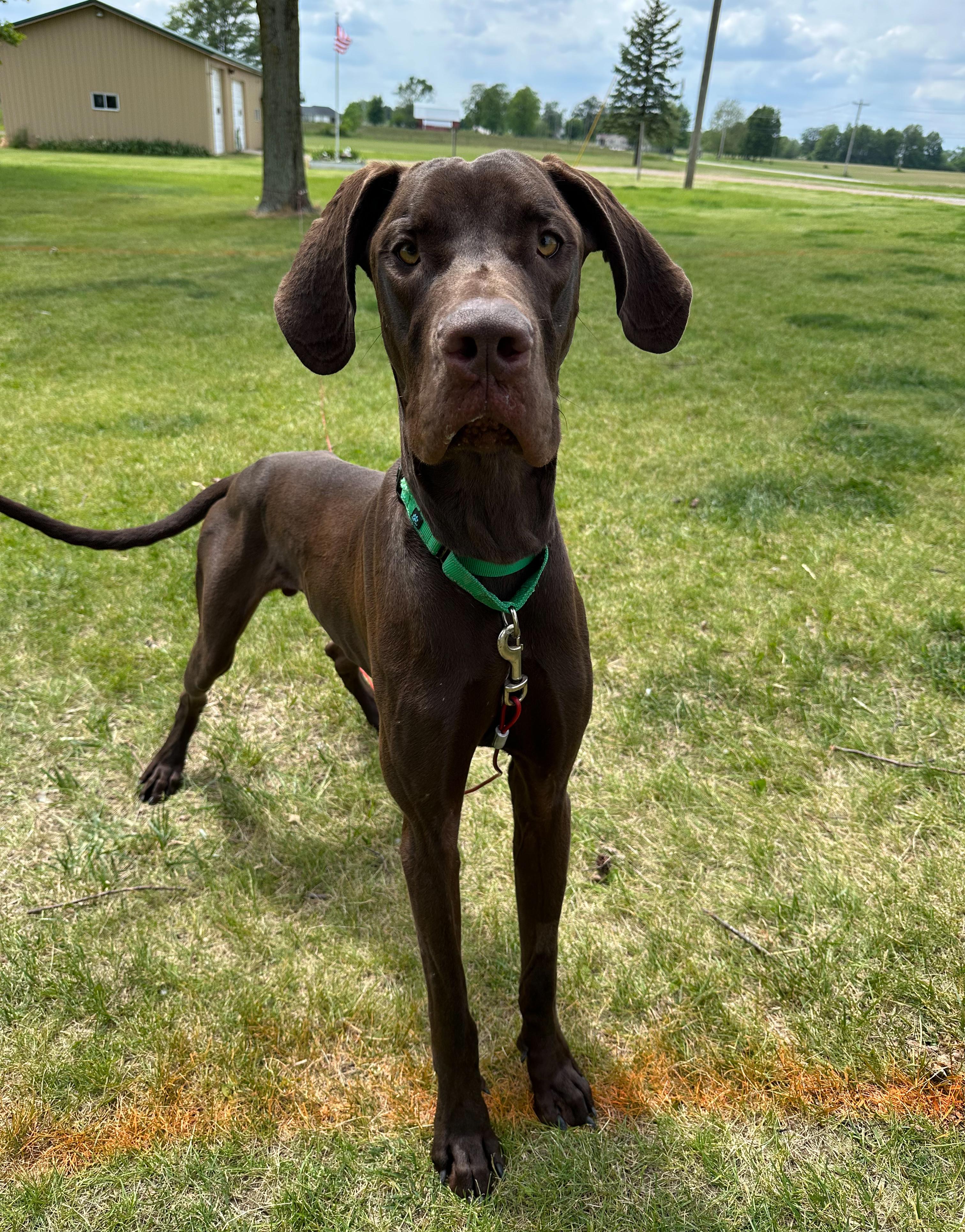 Chip, a Adoptable mixed breed in Indianapolis, IN image 2/6