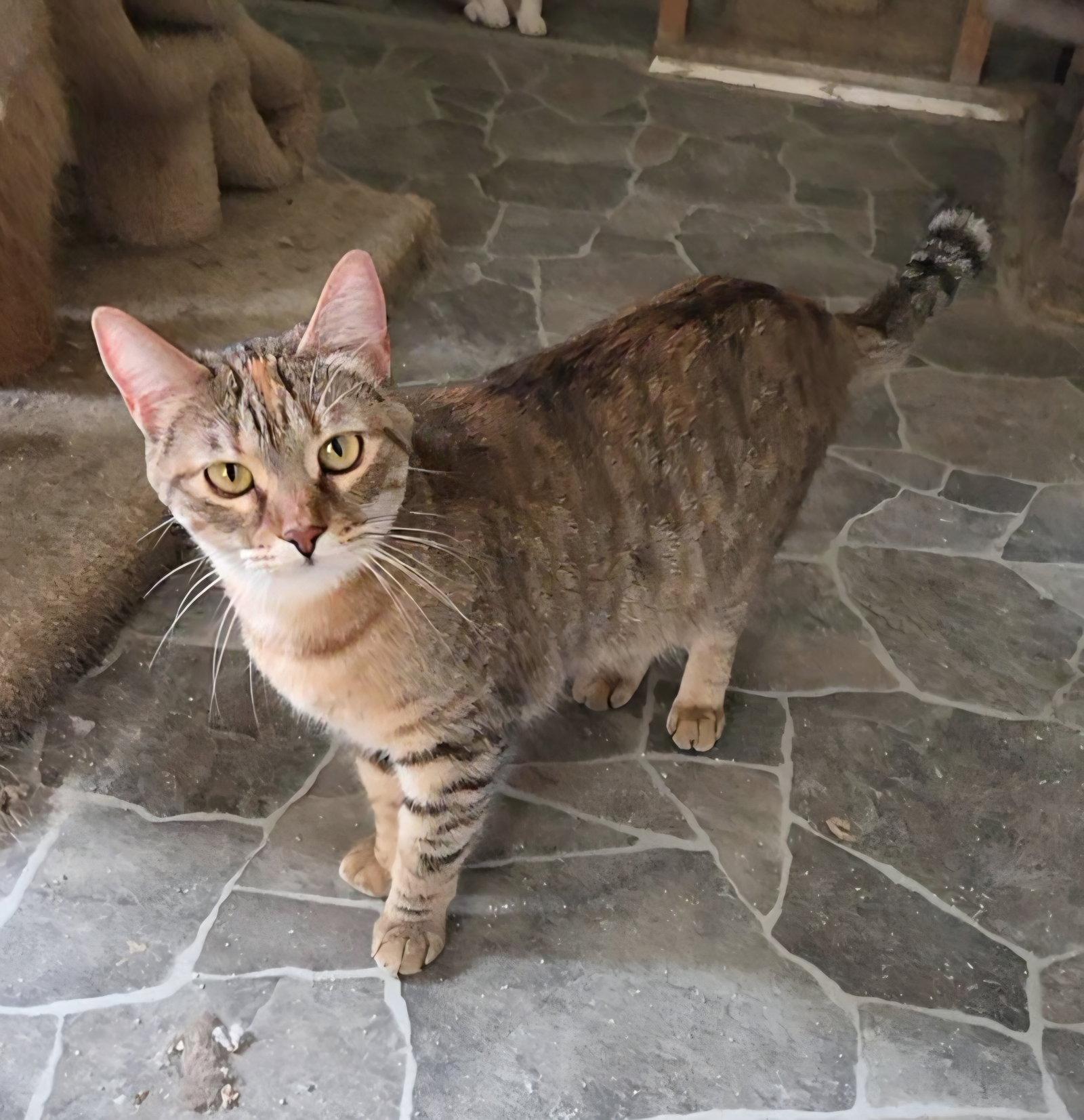 Scarlett, Adoptable, Adult Female Domestic Short Hair & Tabby.