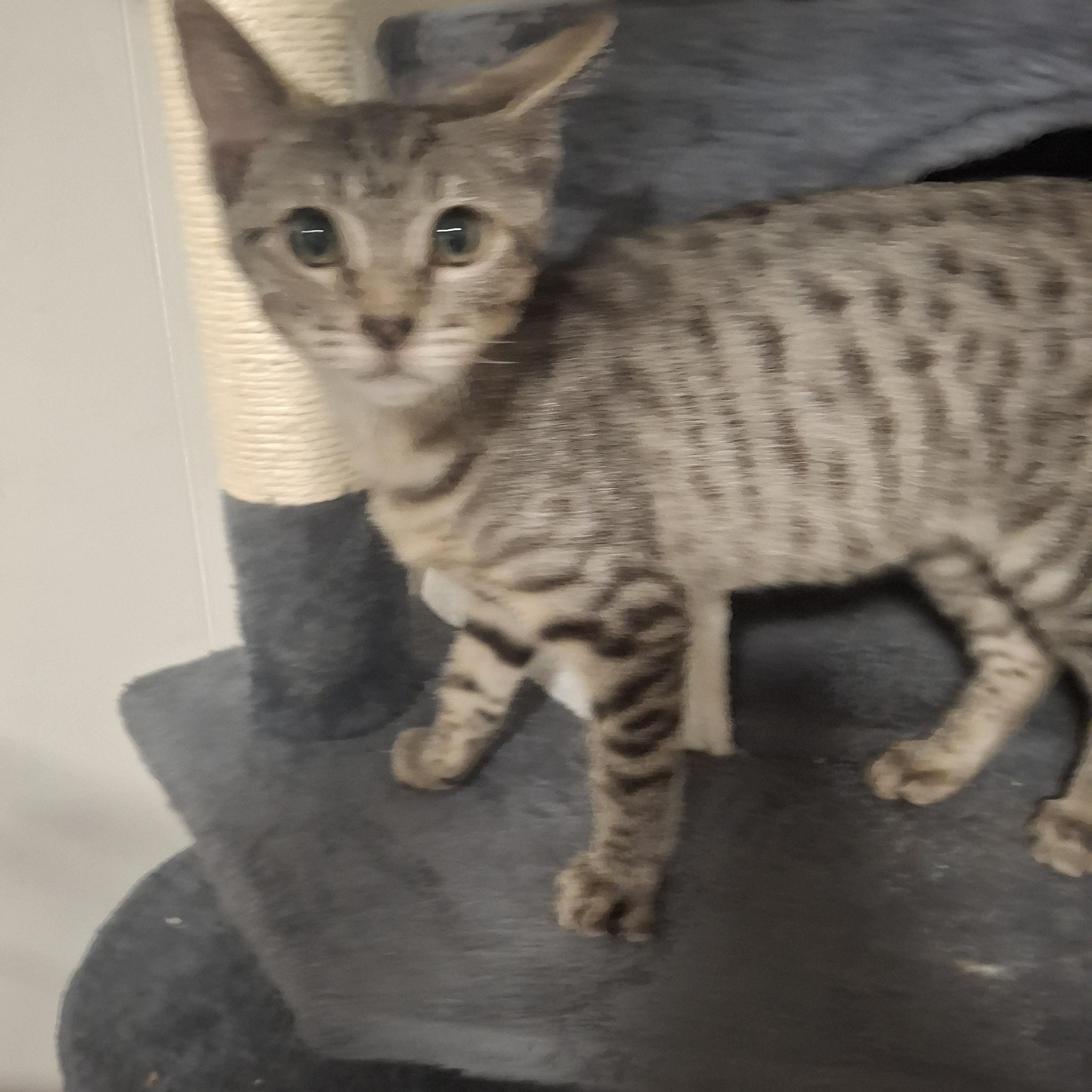 Vinny, a Adoptable Domestic Short Hair in Lawrenceville, GA image 2/2