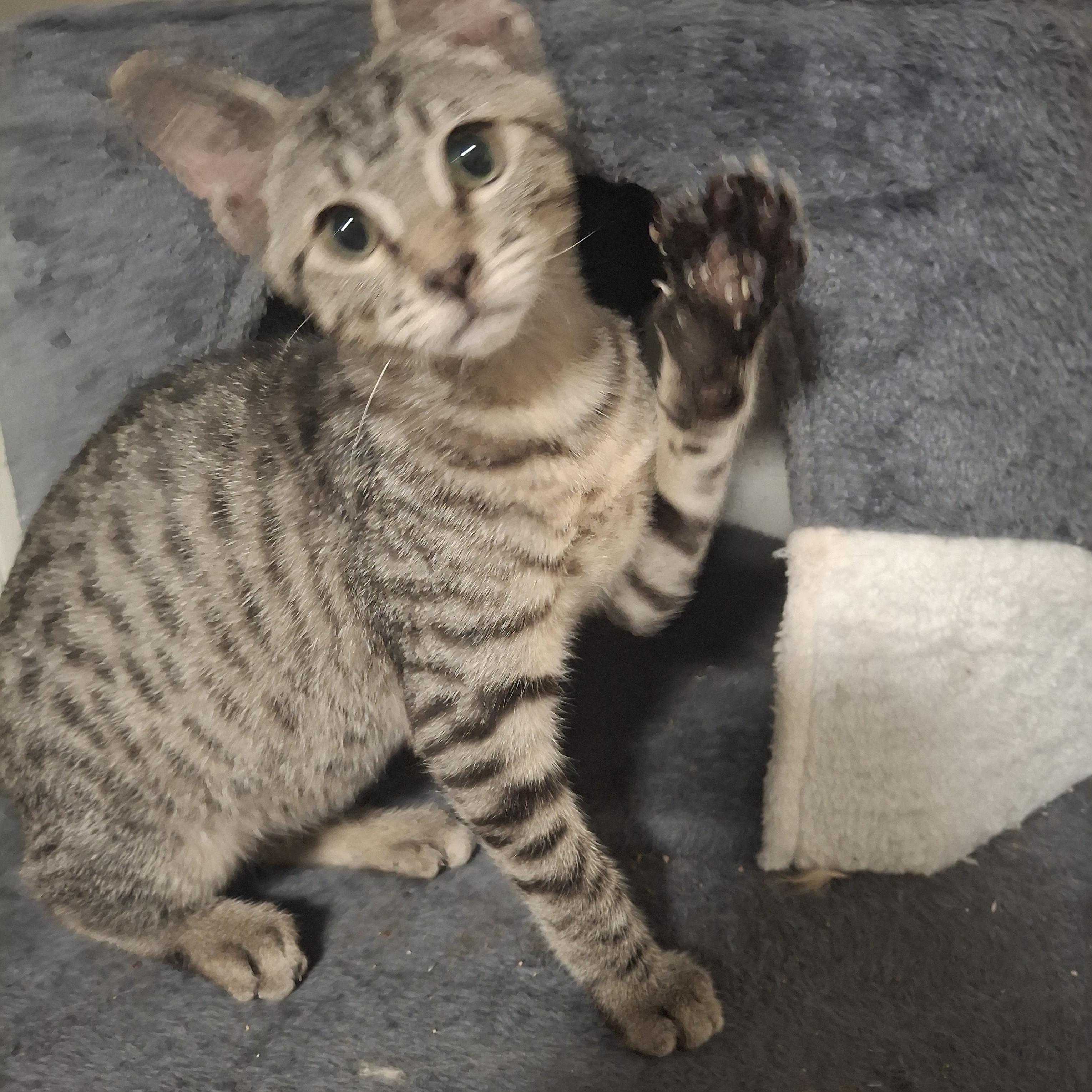Vinny, Adoptable, Kitten Male Domestic Short Hair.