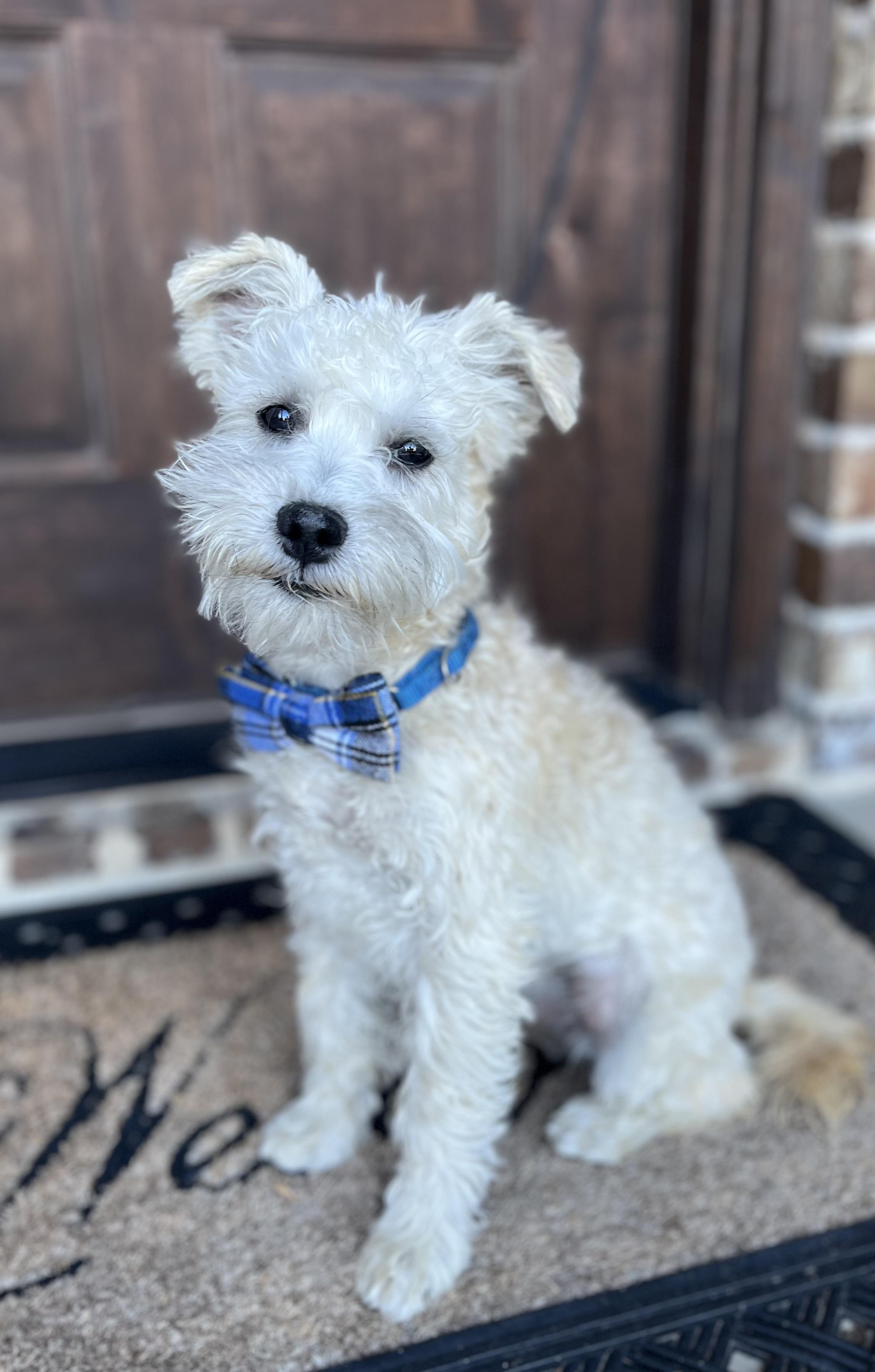 Enlarge Baltas, a ADOPTABLE mixed breed in Mendham, NJ image 2/6