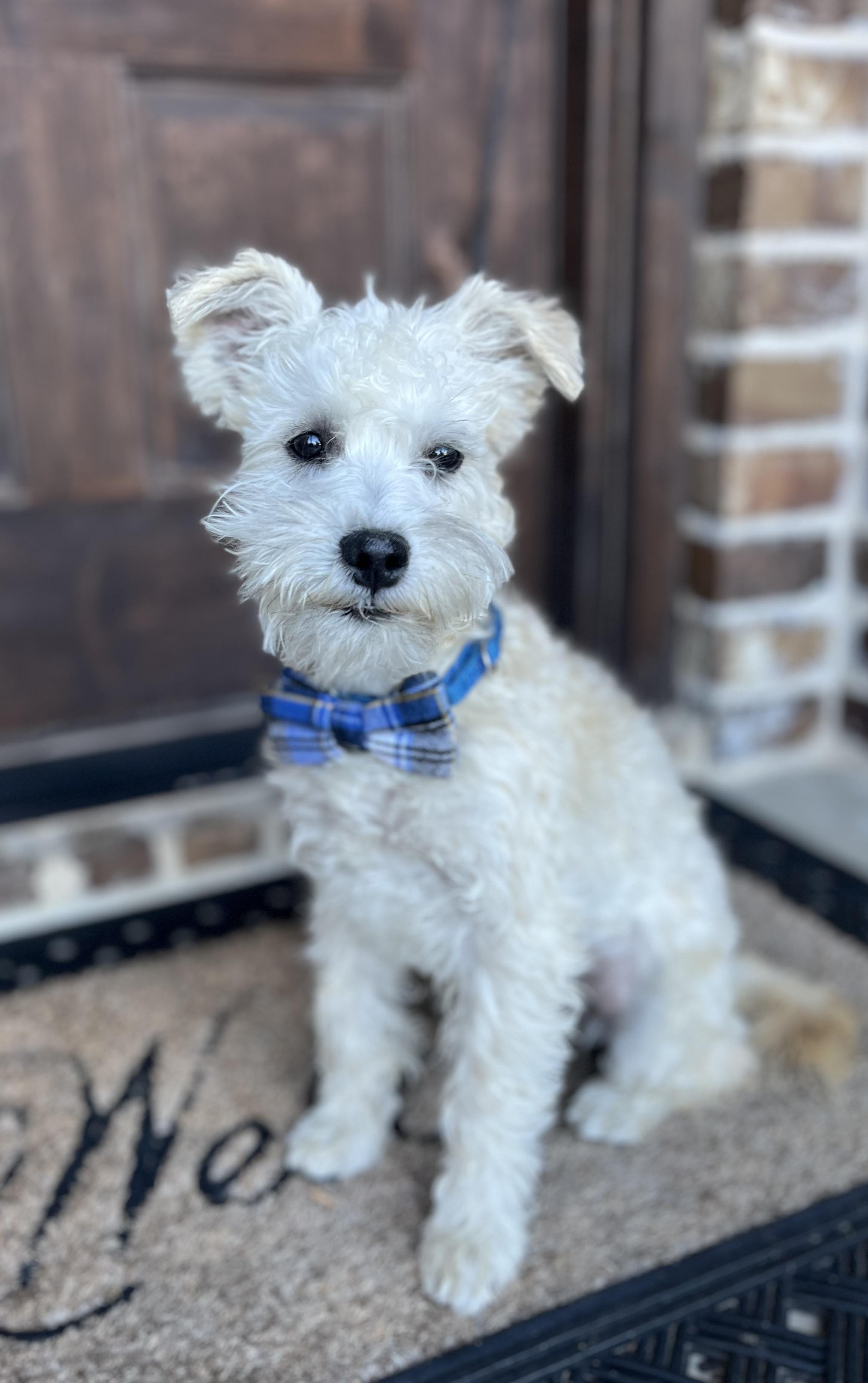 Baltas, ADOPTABLE, Young Male Miniature Schnauzer & Poodle (Toy).