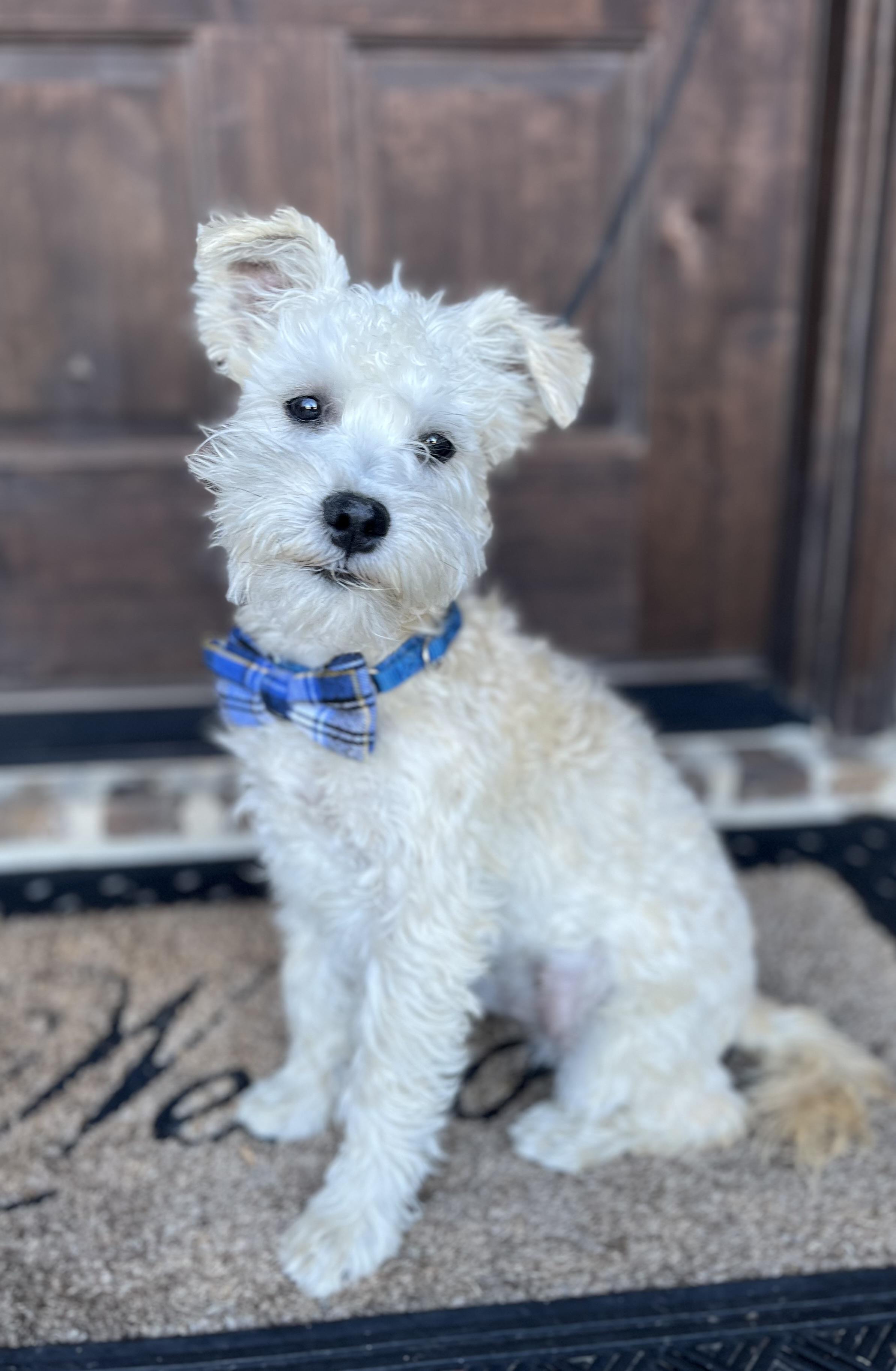 Enlarge Baltas, a ADOPTABLE mixed breed in Mendham, NJ image 5/6