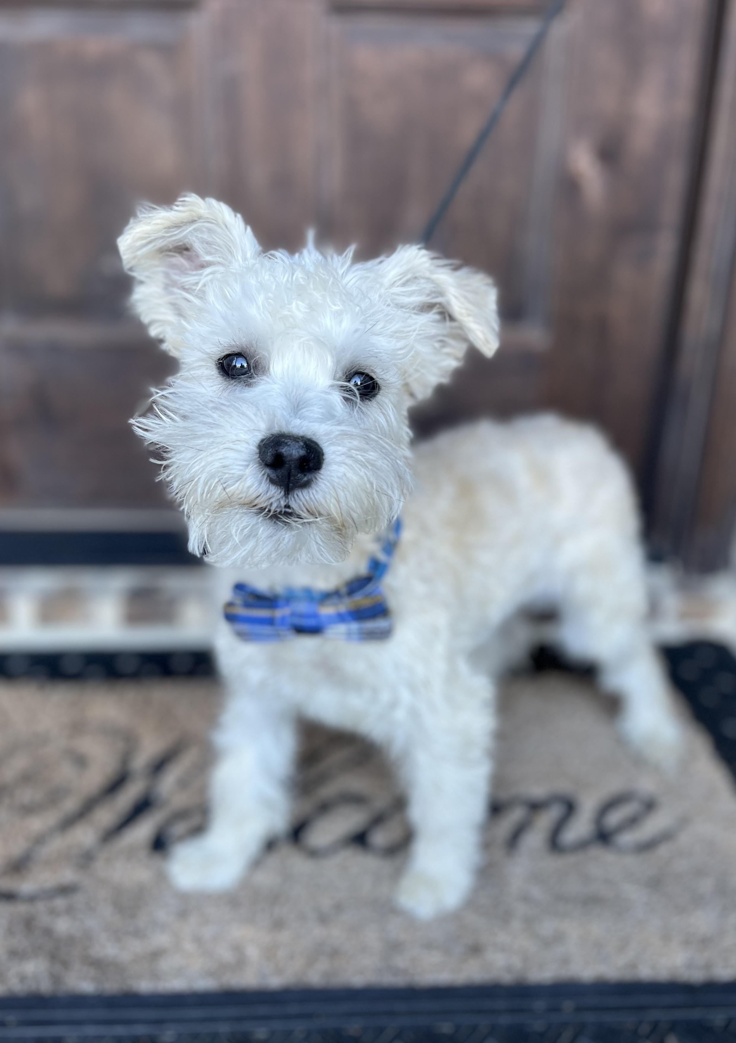 Enlarge Baltas, a ADOPTABLE mixed breed in Mendham, NJ image 4/6