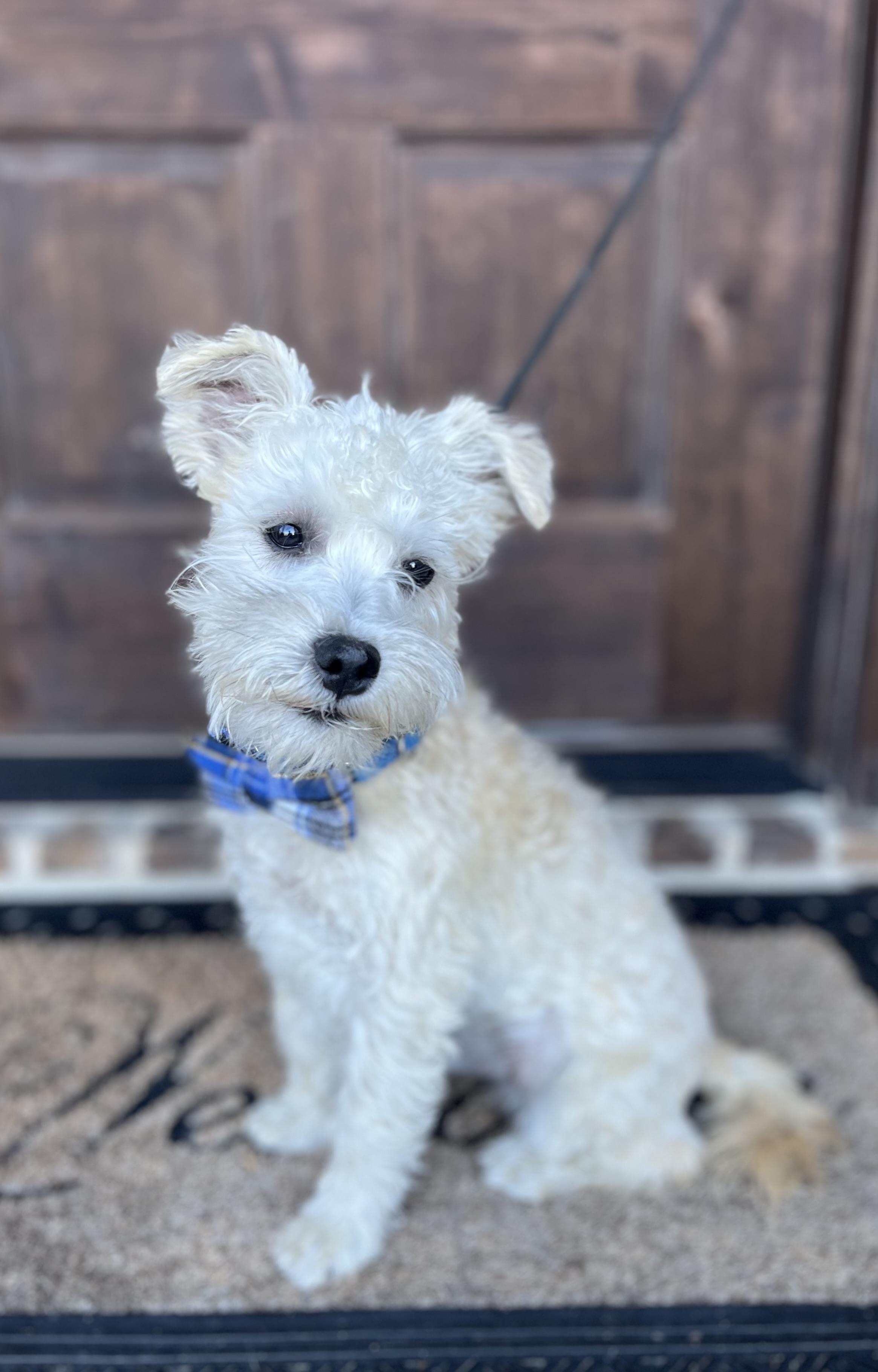 Enlarge Baltas, a ADOPTABLE mixed breed in Mendham, NJ image 6/6