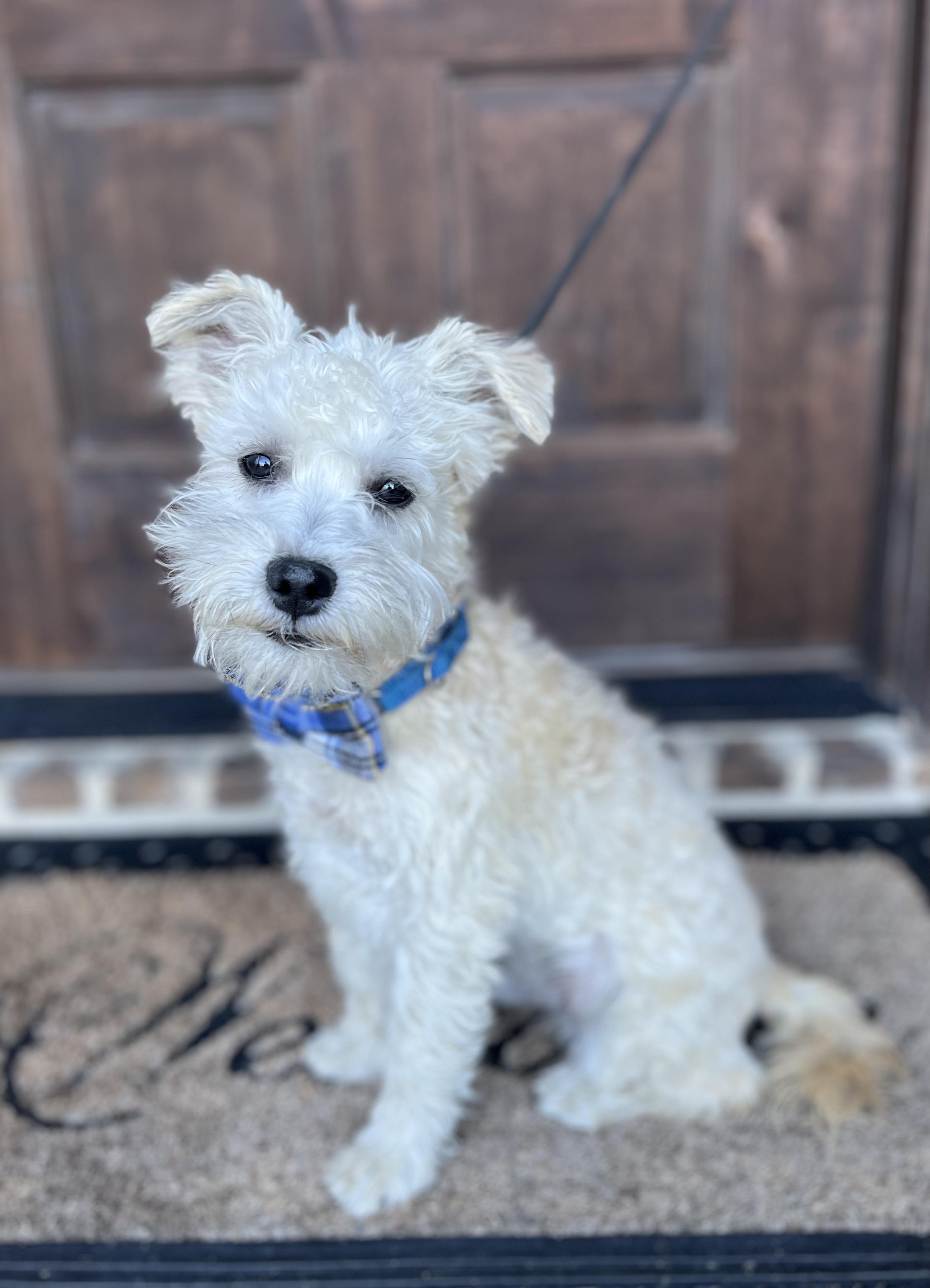 Enlarge Baltas, a ADOPTABLE mixed breed in Mendham, NJ image 3/6