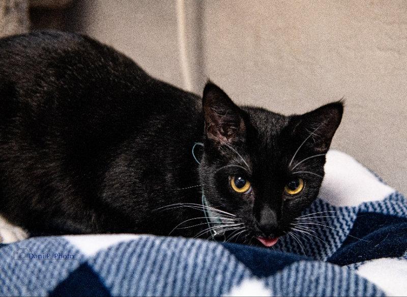 Enlarge Pepe, a Adoptable Tuxedo in Locust Grove, GA image 1/3