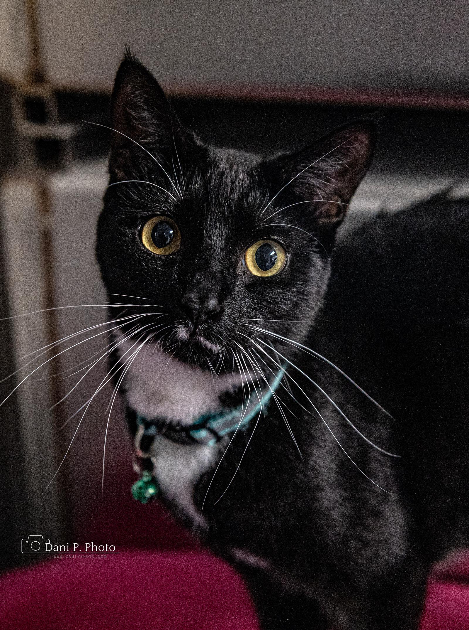 Enlarge Pepe, a Adoptable Tuxedo in Locust Grove, GA image 2/3