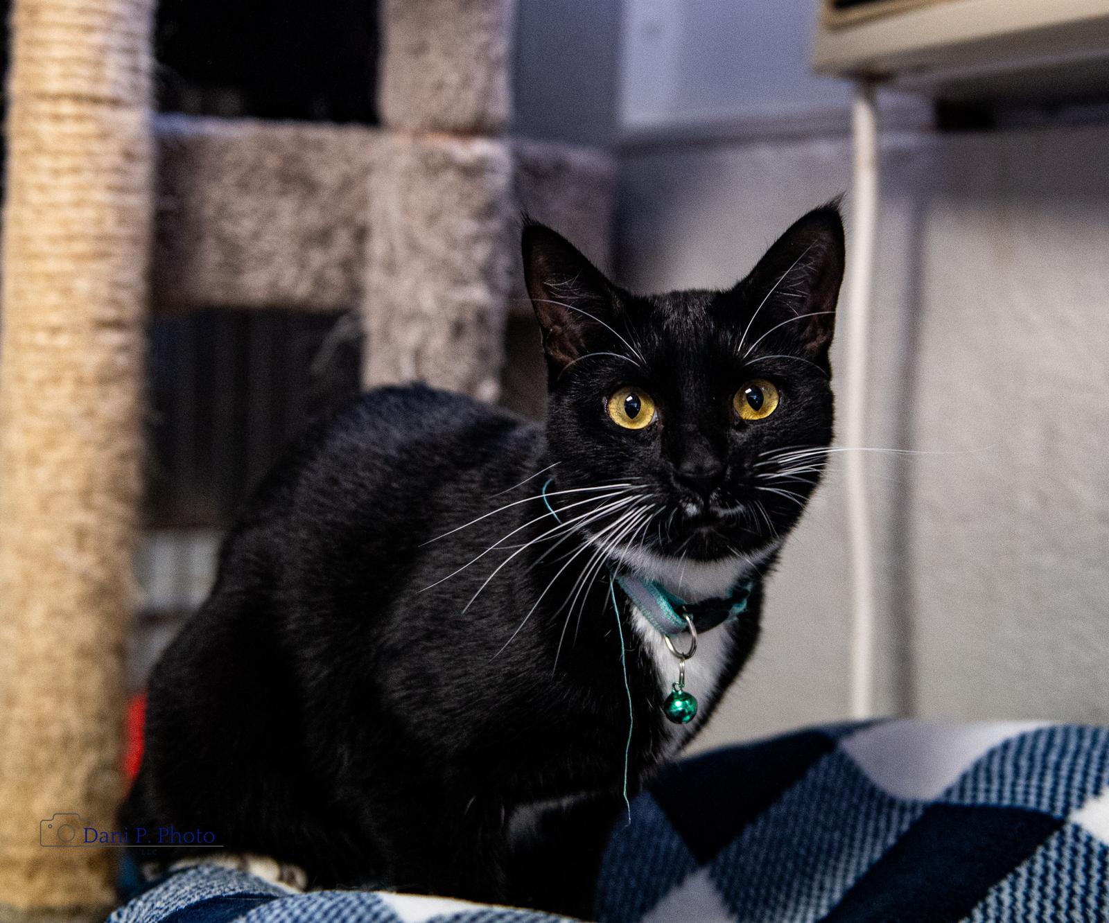 Enlarge Pepe, a Adoptable Tuxedo in Locust Grove, GA image 3/3