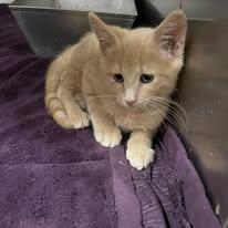 Enlarge Amethyst, an adopted Domestic Short Hair in North Kansas City, MO image 1/1