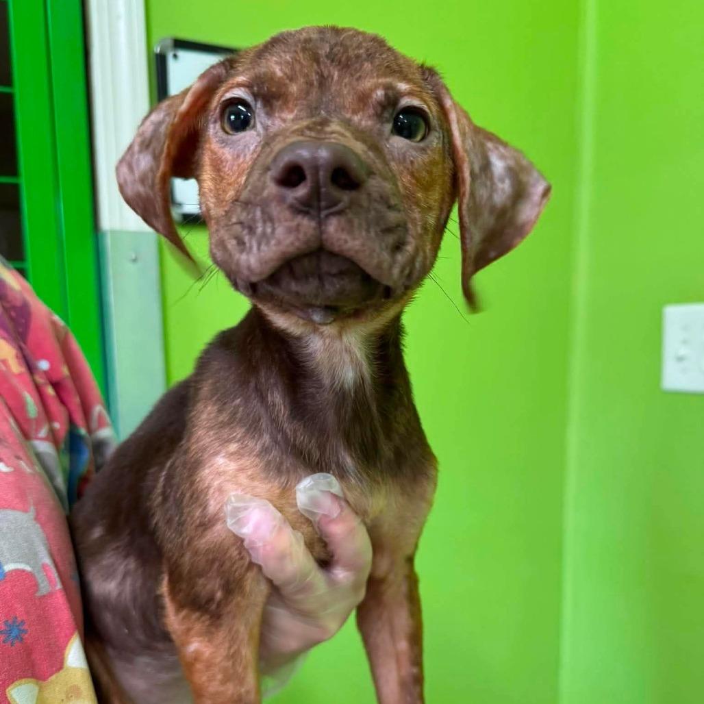 Enlarge Bonkers, a Adoptable Mixed Breed in Jackson, MO image 1/4