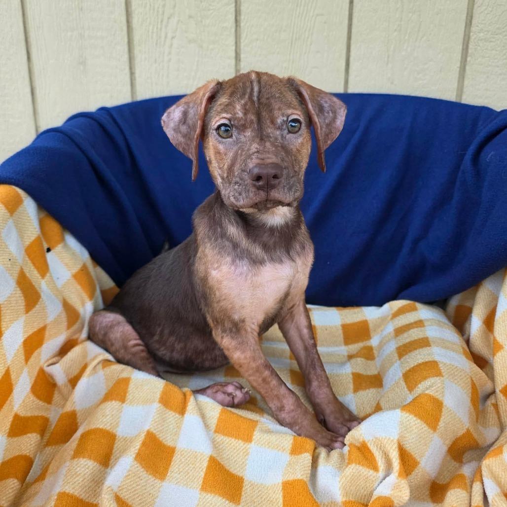 Enlarge Bonkers, a Adoptable Mixed Breed in Jackson, MO image 2/4