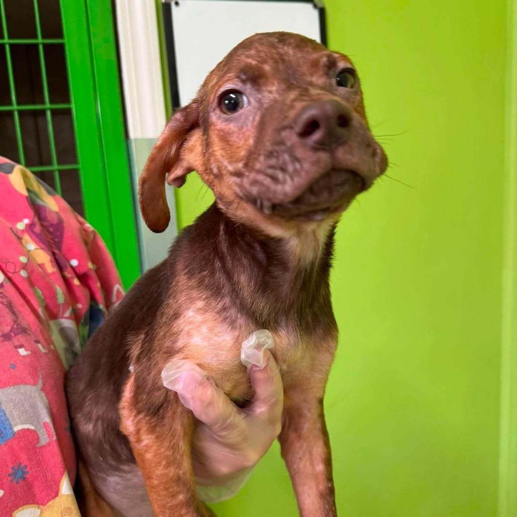 Enlarge Bonkers, a Adoptable Mixed Breed in Jackson, MO image 3/4