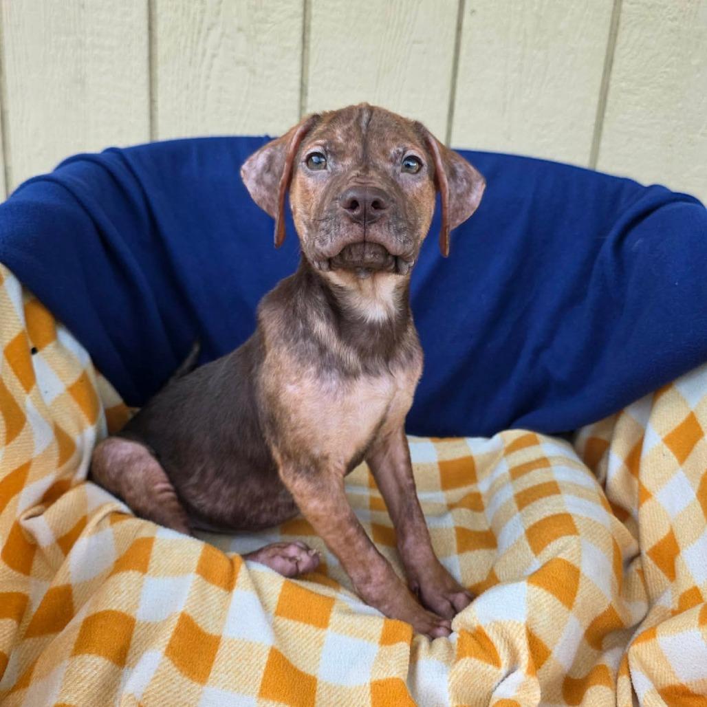 Enlarge Bonkers, a Adoptable Mixed Breed in Jackson, MO image 4/4