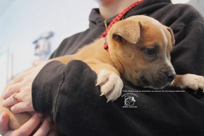 Enlarge TRAVIS, a Adoptable mixed breed in Kenansville, NC image 1/3