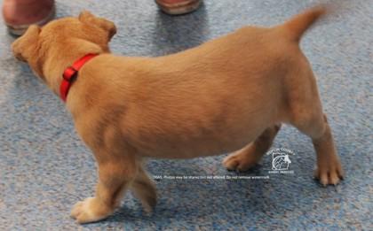 Enlarge TRAVIS, a Adoptable mixed breed in Kenansville, NC image 2/3