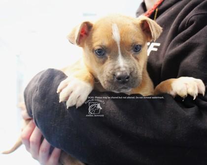 Enlarge TRAVIS, a Adoptable mixed breed in Kenansville, NC image 3/3