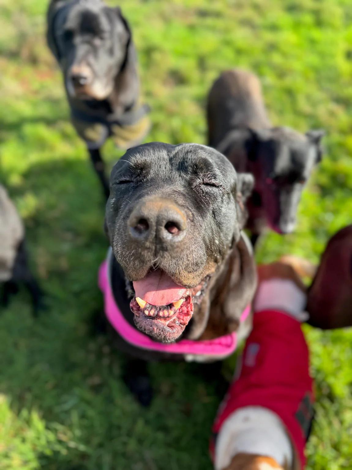 Enlarge Katana, a ADOPTABLE Cane Corso in Portland, OR image 2/3
