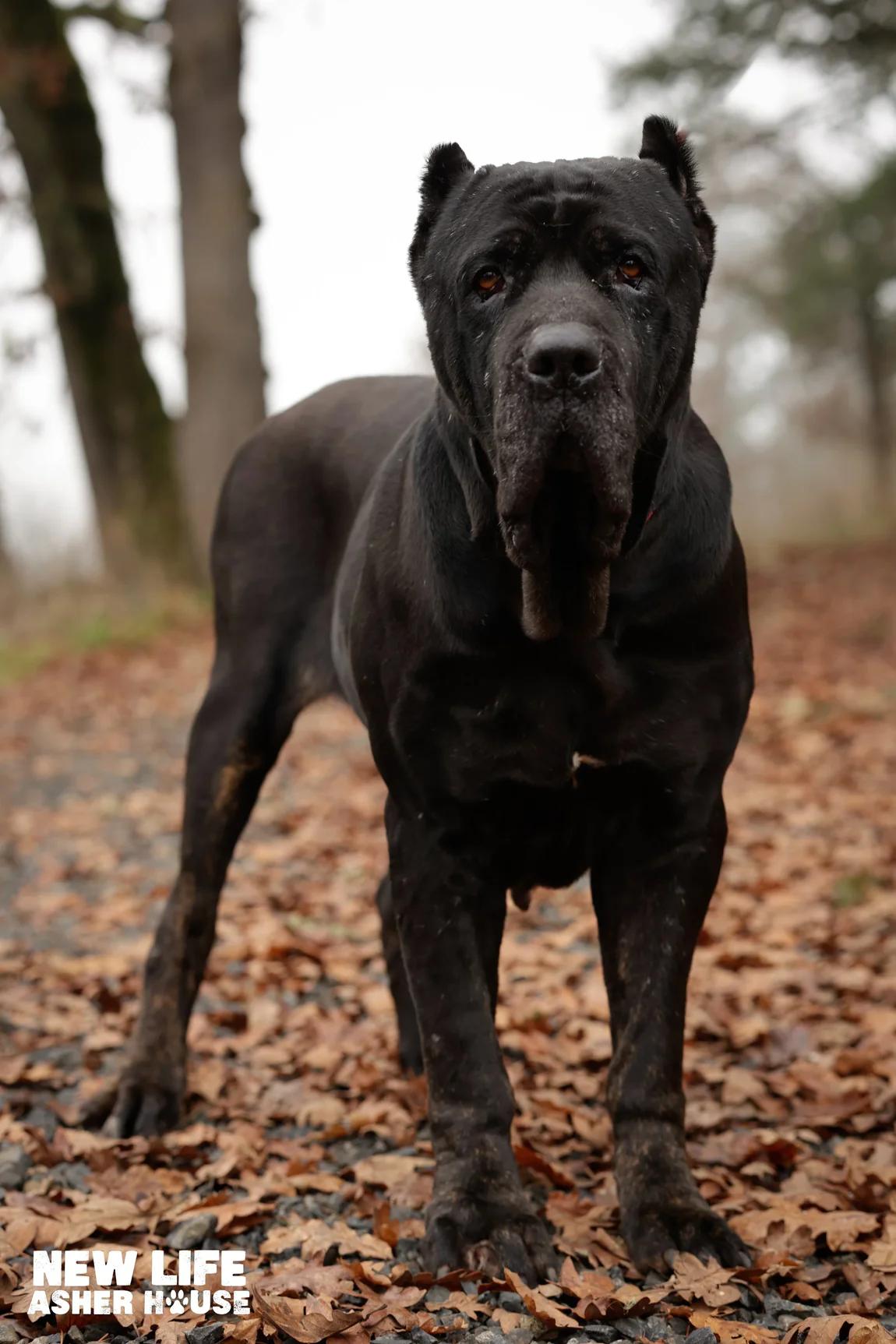 Enlarge Katana, a ADOPTABLE Cane Corso in Portland, OR image 3/3