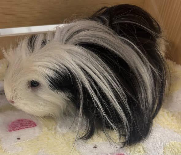 Lola, Adopted, Young Female Guinea Pig.