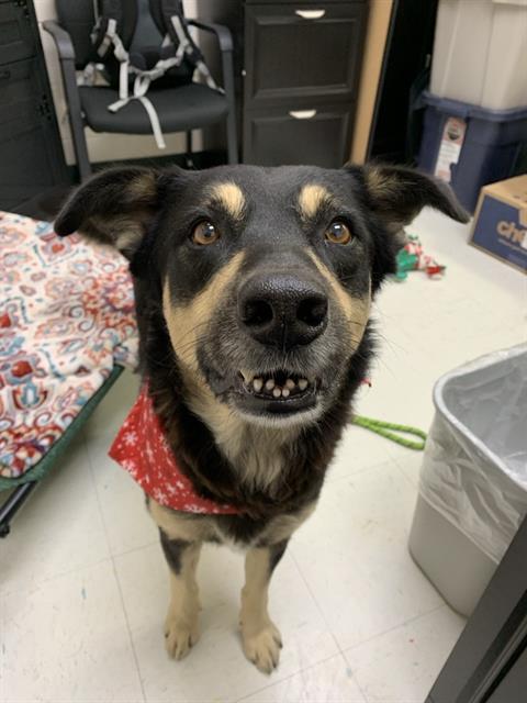 Enlarge GEORGIE, a Adoptable mixed breed in Corpus Christi, TX image 1/1