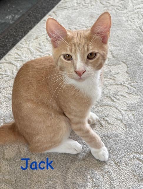 Jack, Adoptable, Kitten Male Domestic Short Hair.