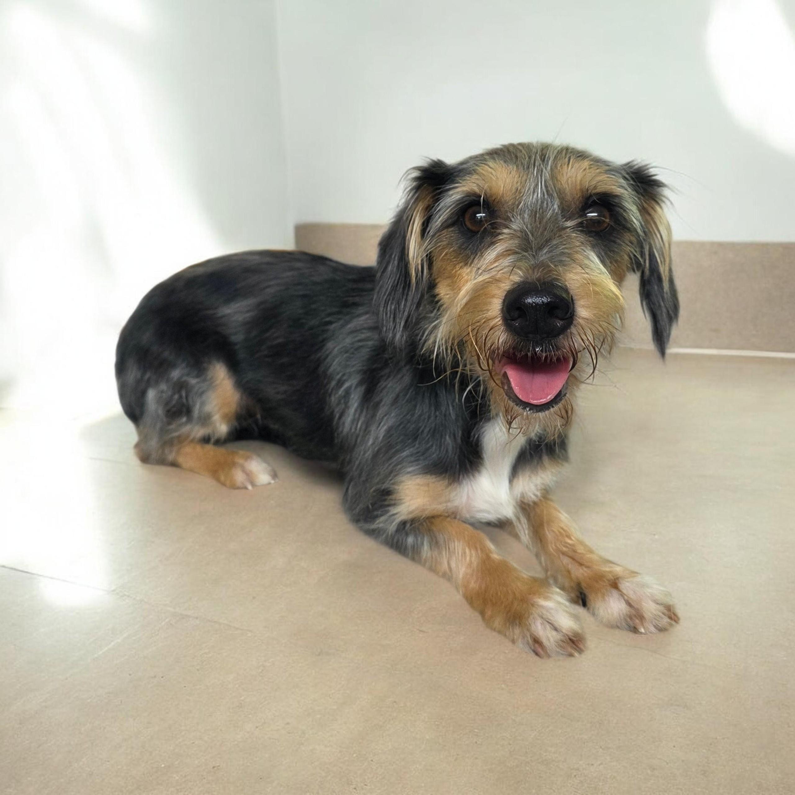 Moon - PENDING, adopted, Adult Female Dachshund (Long Haired) & Yorkshire Terrier.