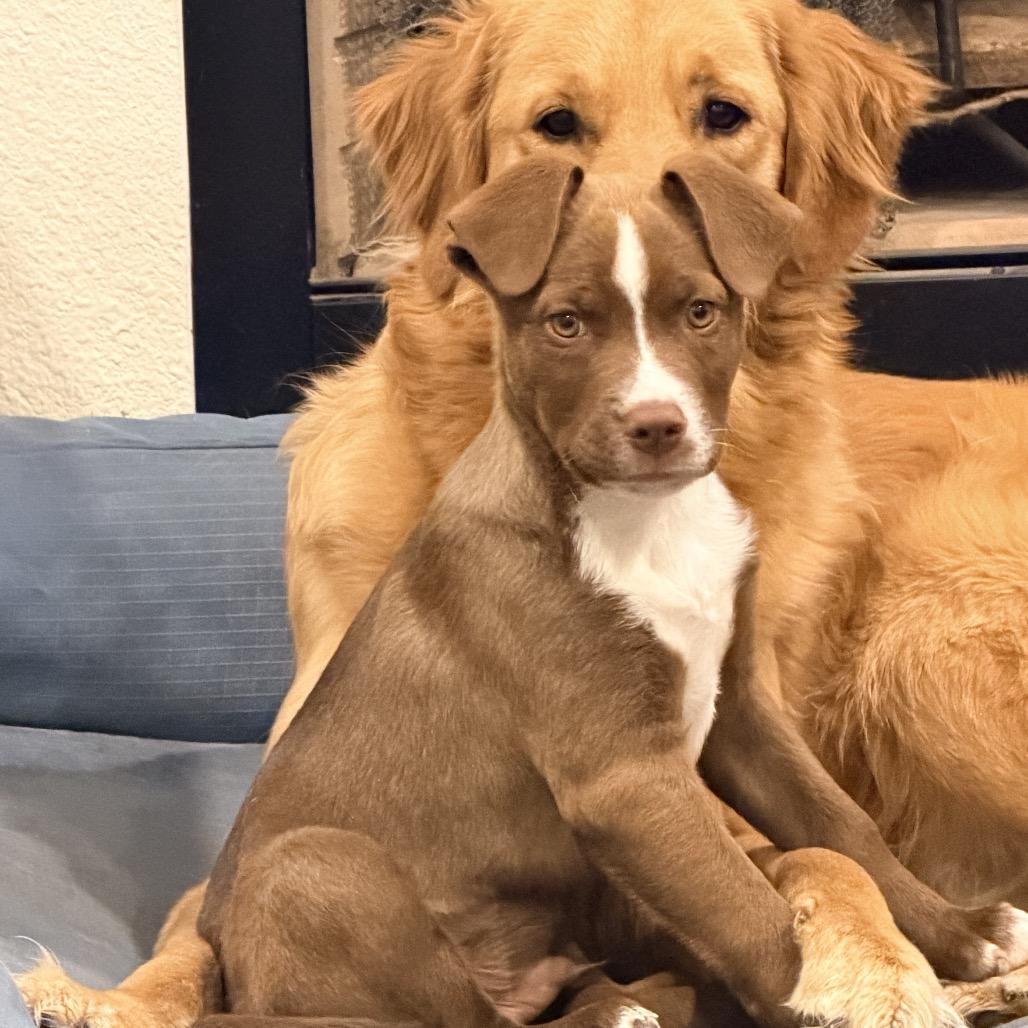 Enlarge Carl Greyson, a Adoptable mixed breed in Ennis, TX image 1/6