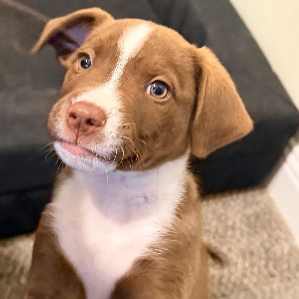 Carl Greyson, Adoptable, Puppy Male Australian Shepherd.