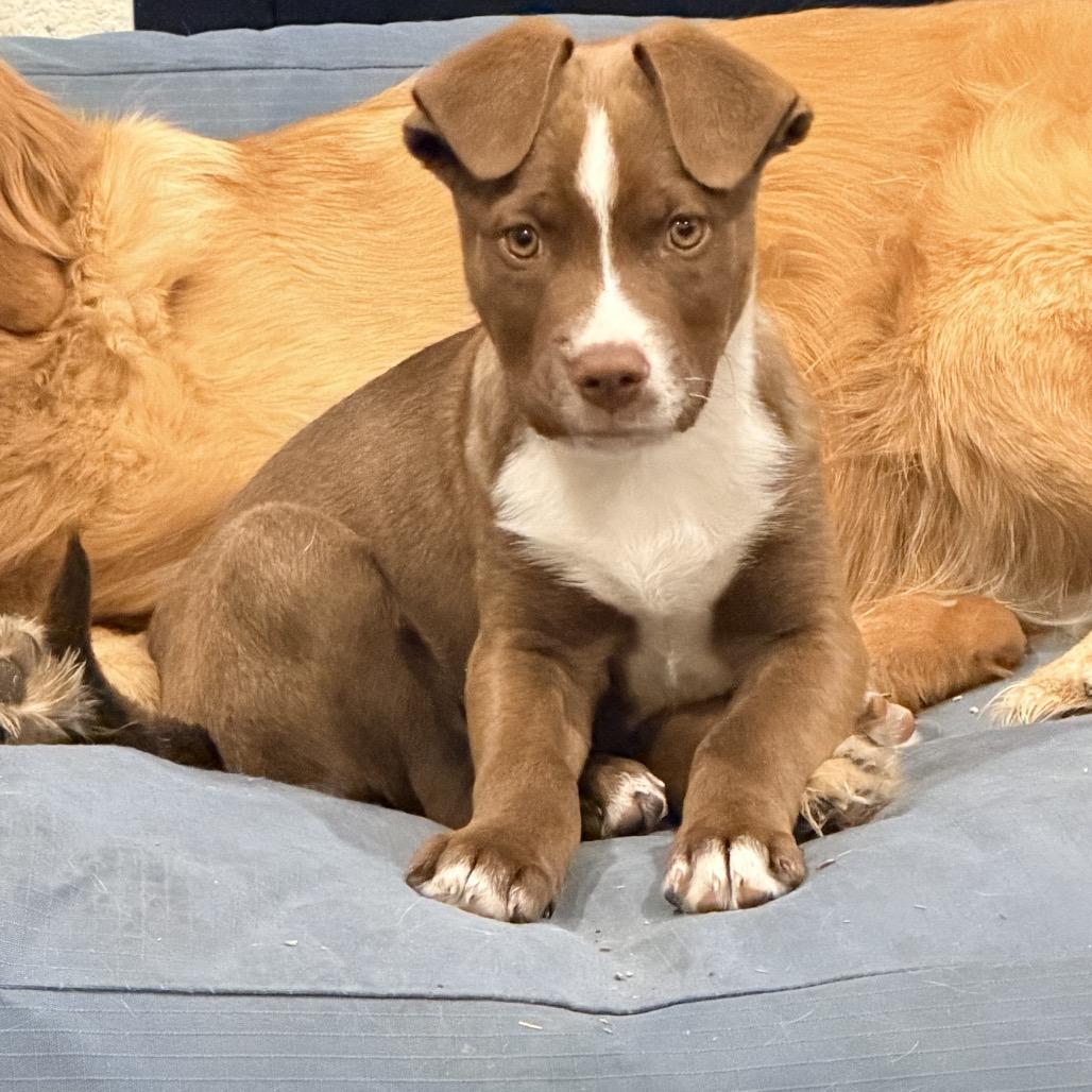 Enlarge Carl Greyson, a Adoptable mixed breed in Ennis, TX image 3/6