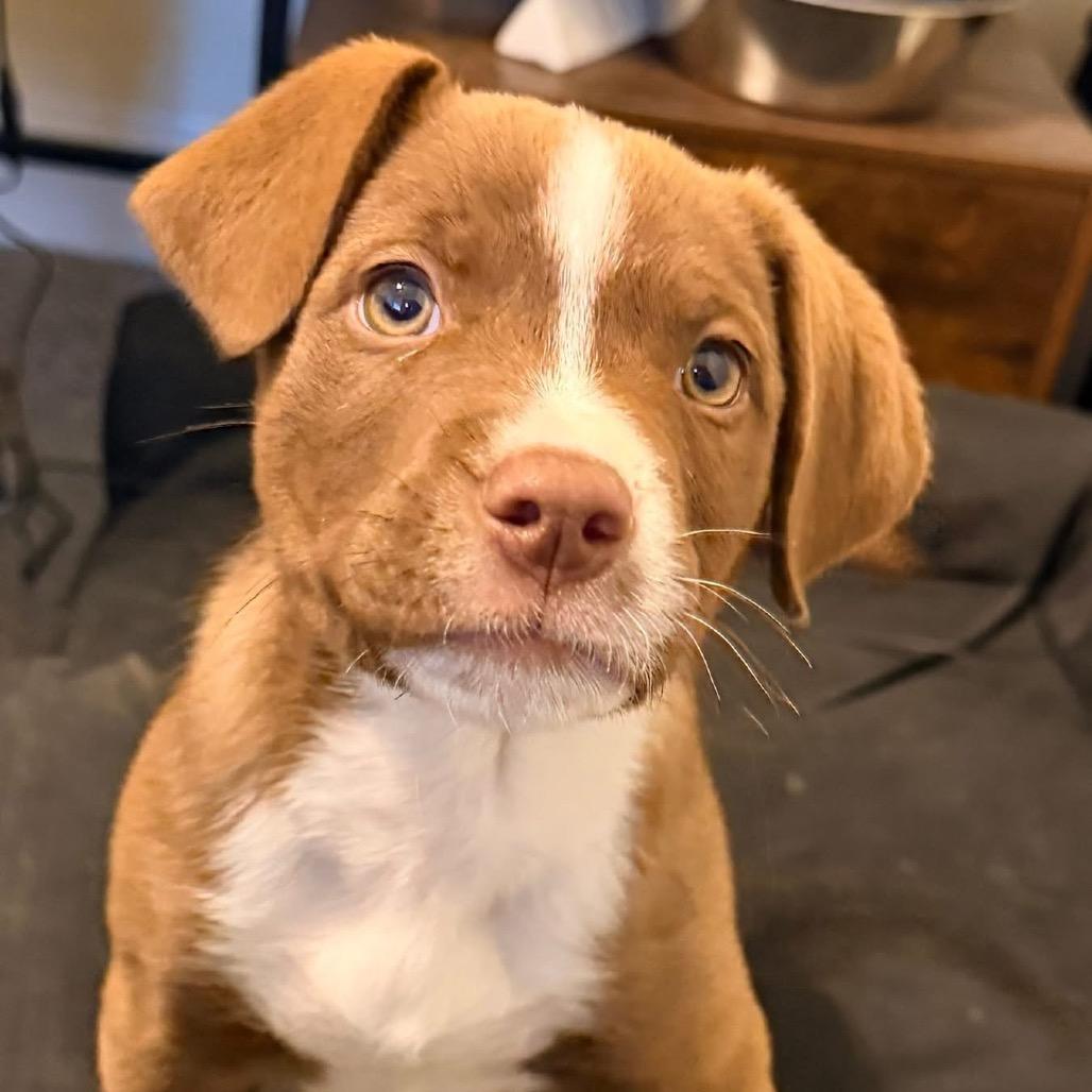 Enlarge Carl Greyson, a Adoptable mixed breed in Ennis, TX image 5/6