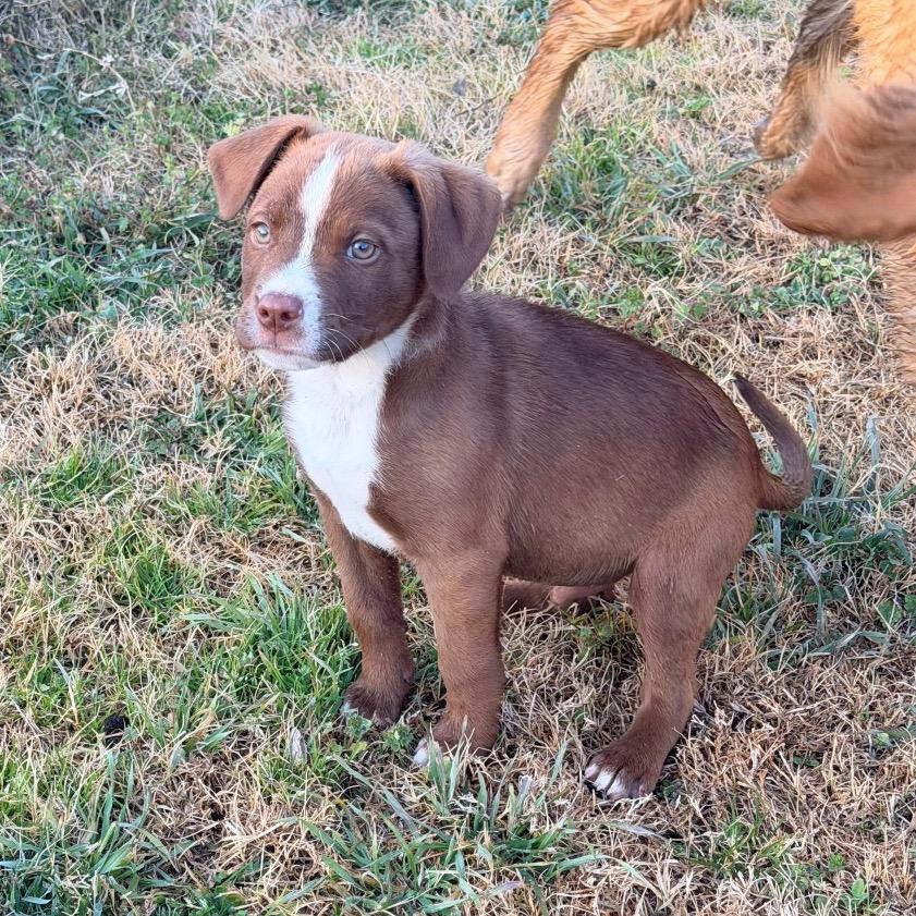 Enlarge Carl Greyson, a Adoptable mixed breed in Ennis, TX image 6/6