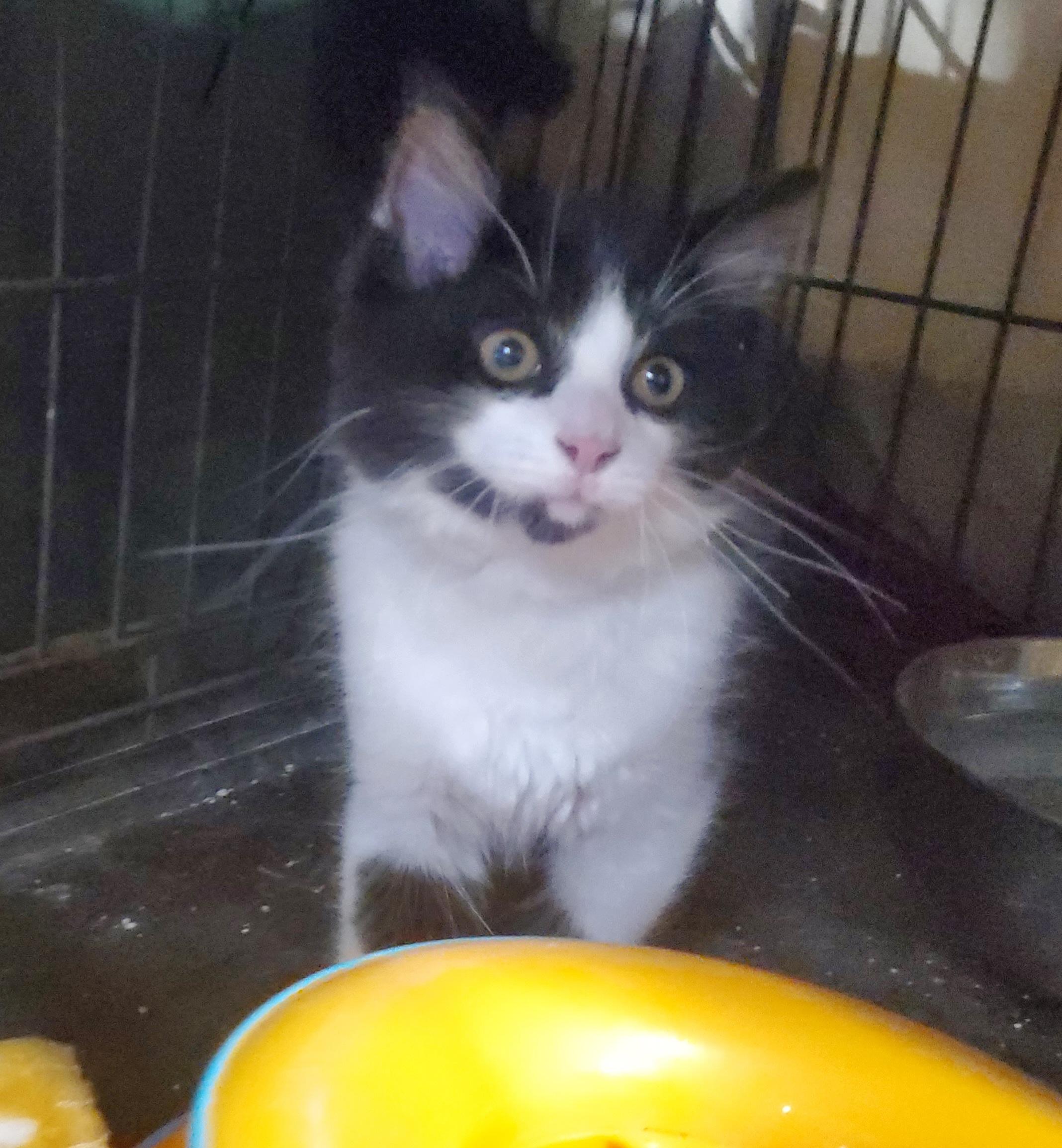 Enlarge Bigby, a Adoptable mixed breed in Howell, MI image 6/6