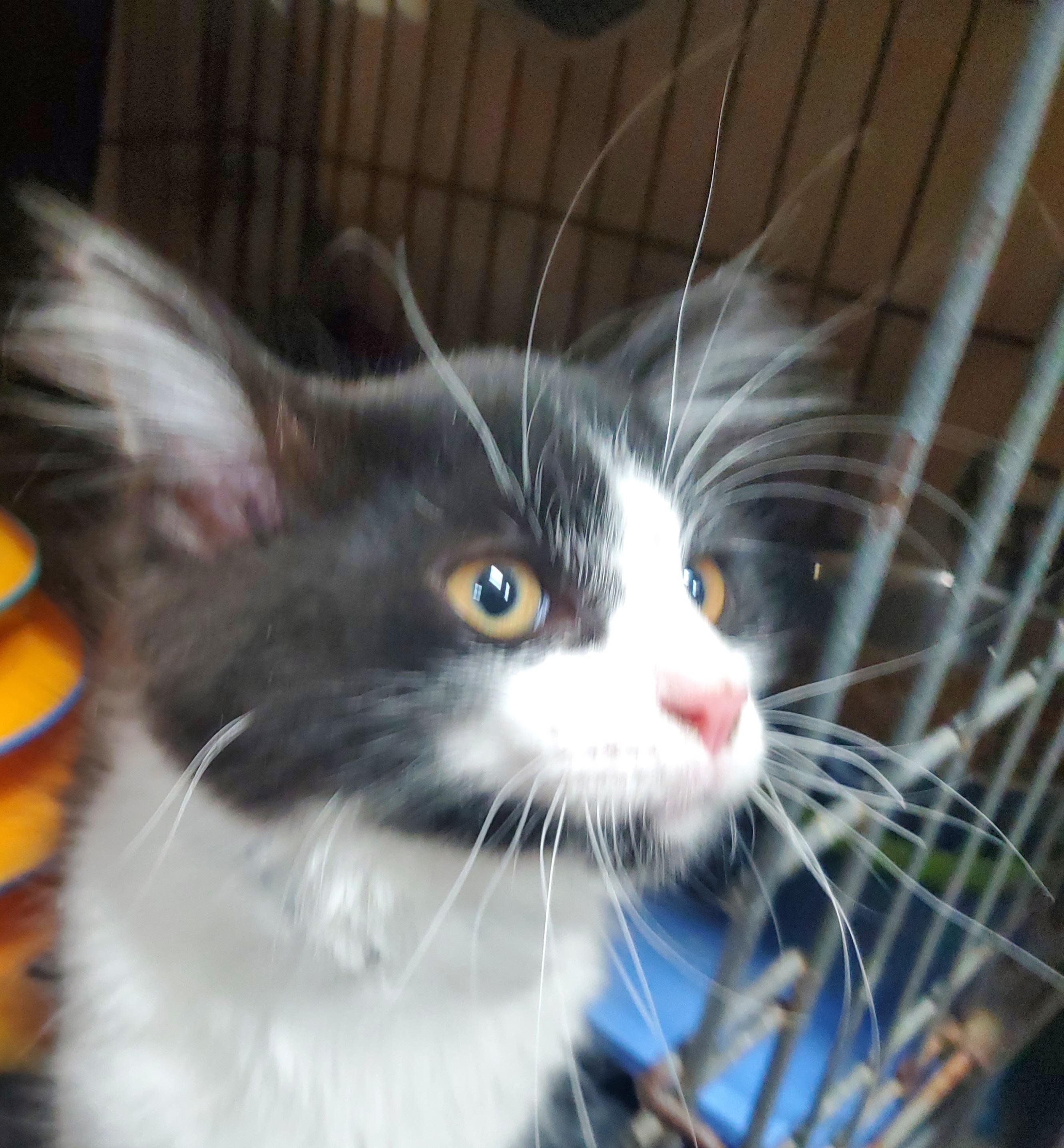 Enlarge Bigby, a Adoptable mixed breed in Howell, MI image 1/6