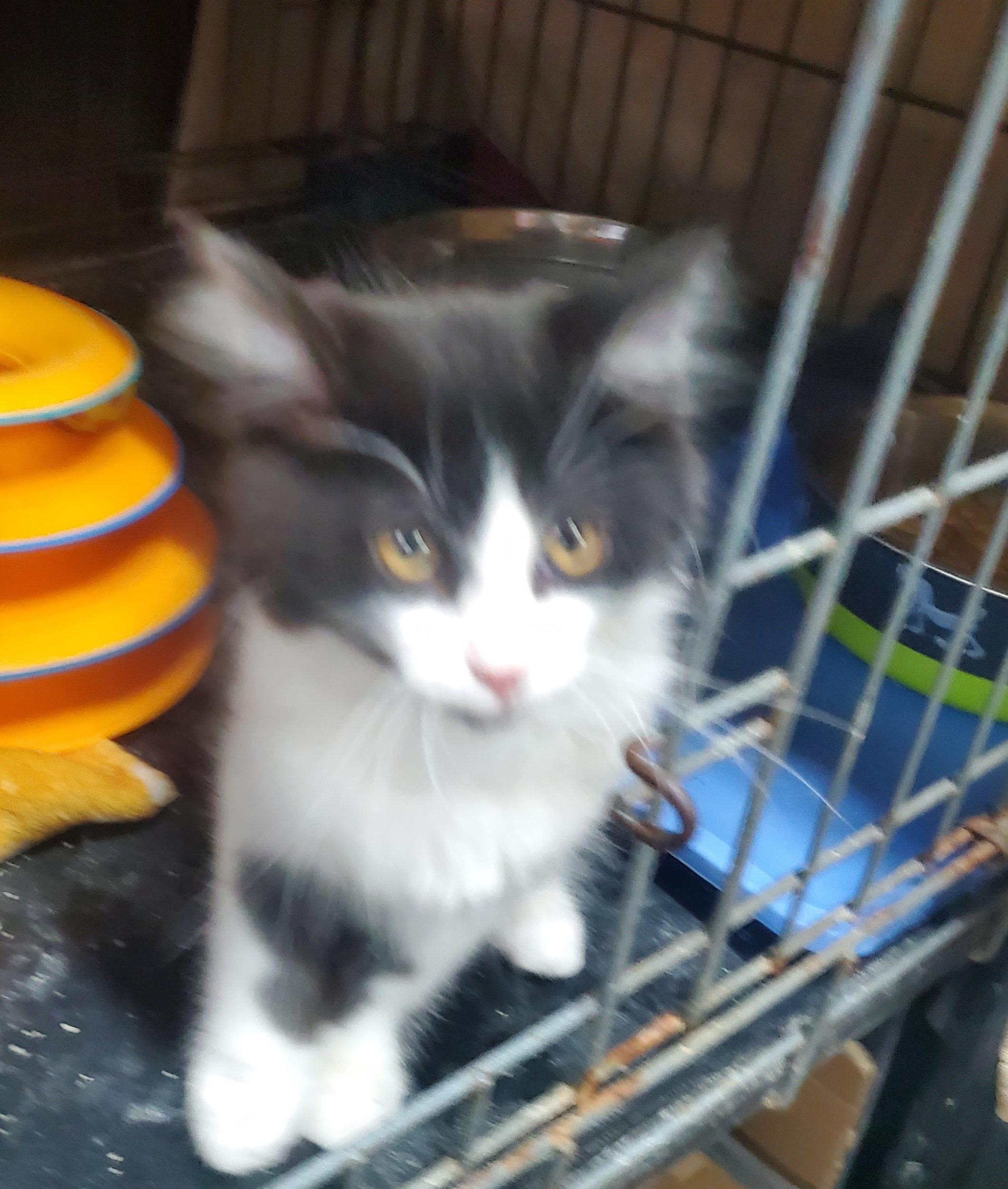 Enlarge Bigby, a Adoptable mixed breed in Howell, MI image 3/6