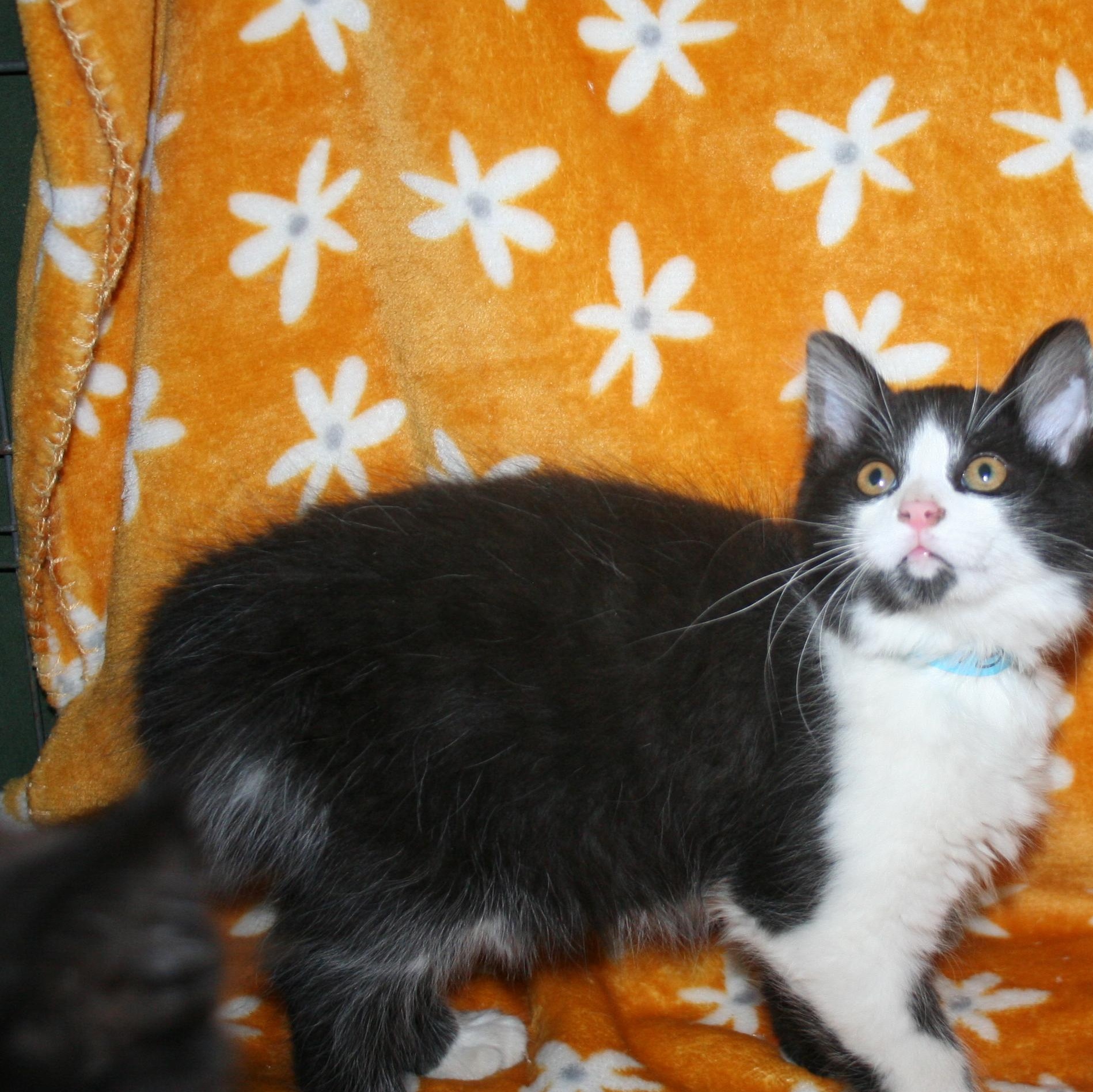 Enlarge Bigby, a Adoptable mixed breed in Howell, MI image 5/6