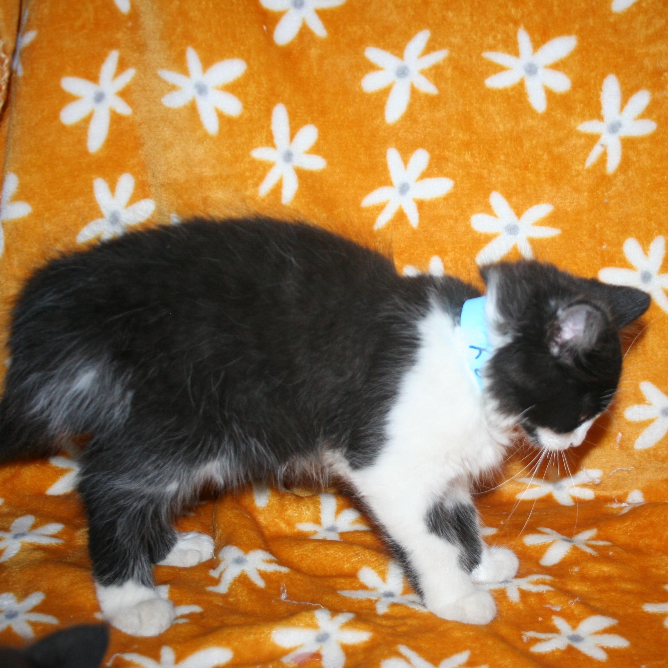Enlarge Bigby, a Adoptable mixed breed in Howell, MI image 4/6