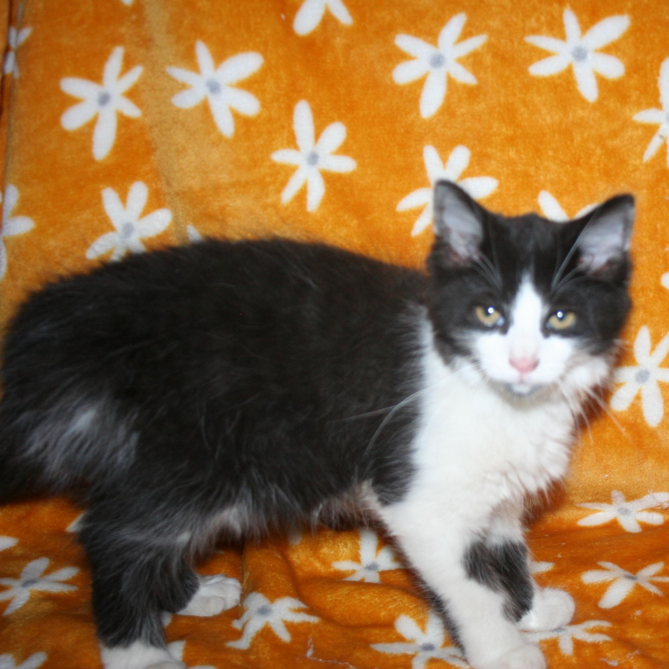 Enlarge Bigby, a Adoptable mixed breed in Howell, MI image 2/6