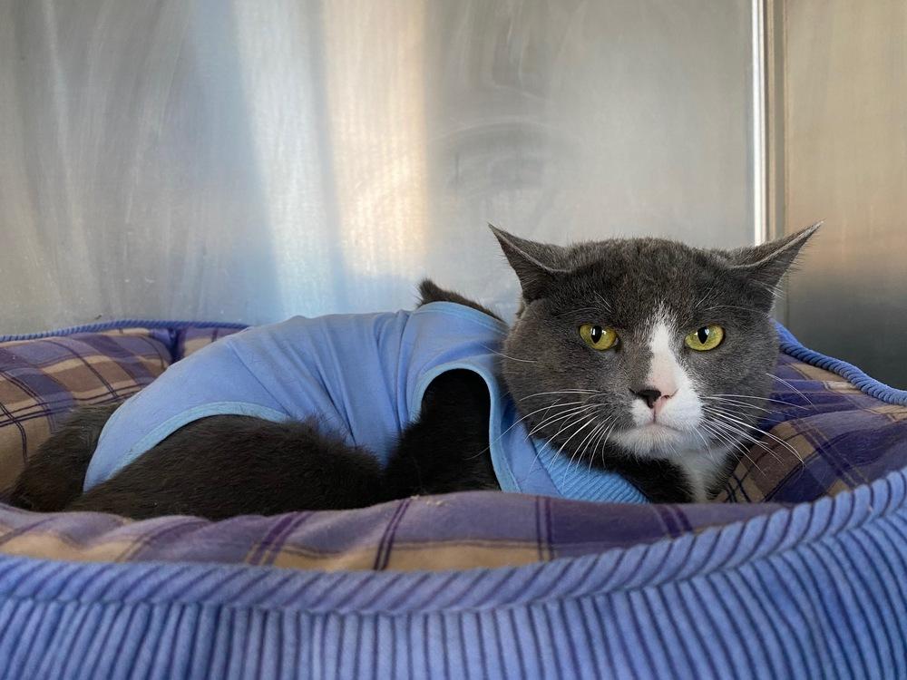 Fisher, Adopted, Young Male Domestic Short Hair.