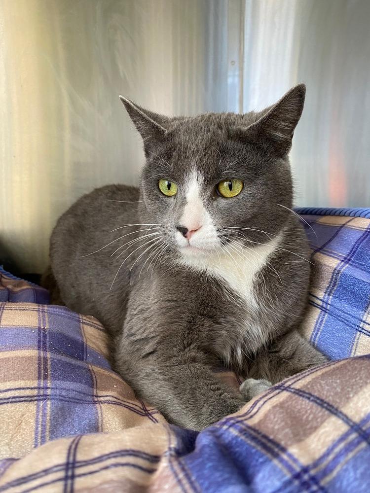 Enlarge Fisher, a Adopted Domestic Short Hair in Edwards, CA image 2/2