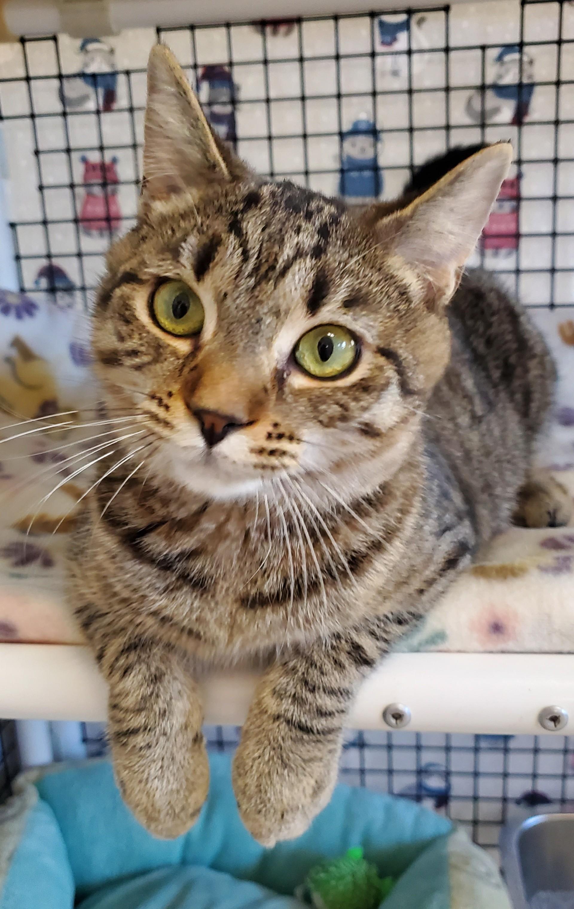 Enlarge Melon, an adopted Domestic Short Hair in Altoona, PA image 1/1