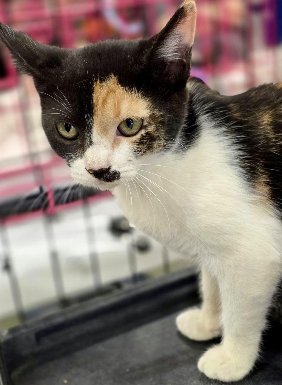 Cali, Adopted, Young Female Calico & Domestic Short Hair.
