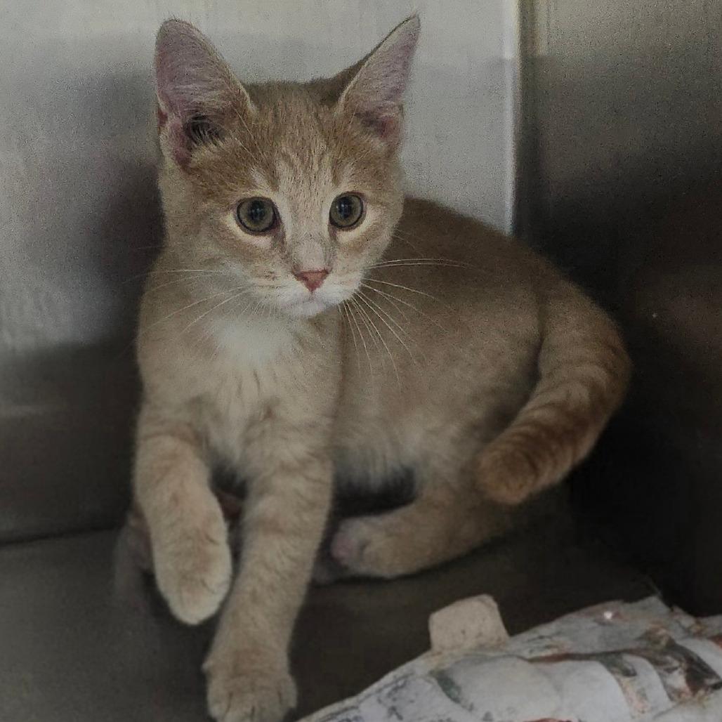 Crush 26-0540, Adoptable, Kitten Male Domestic Short Hair.