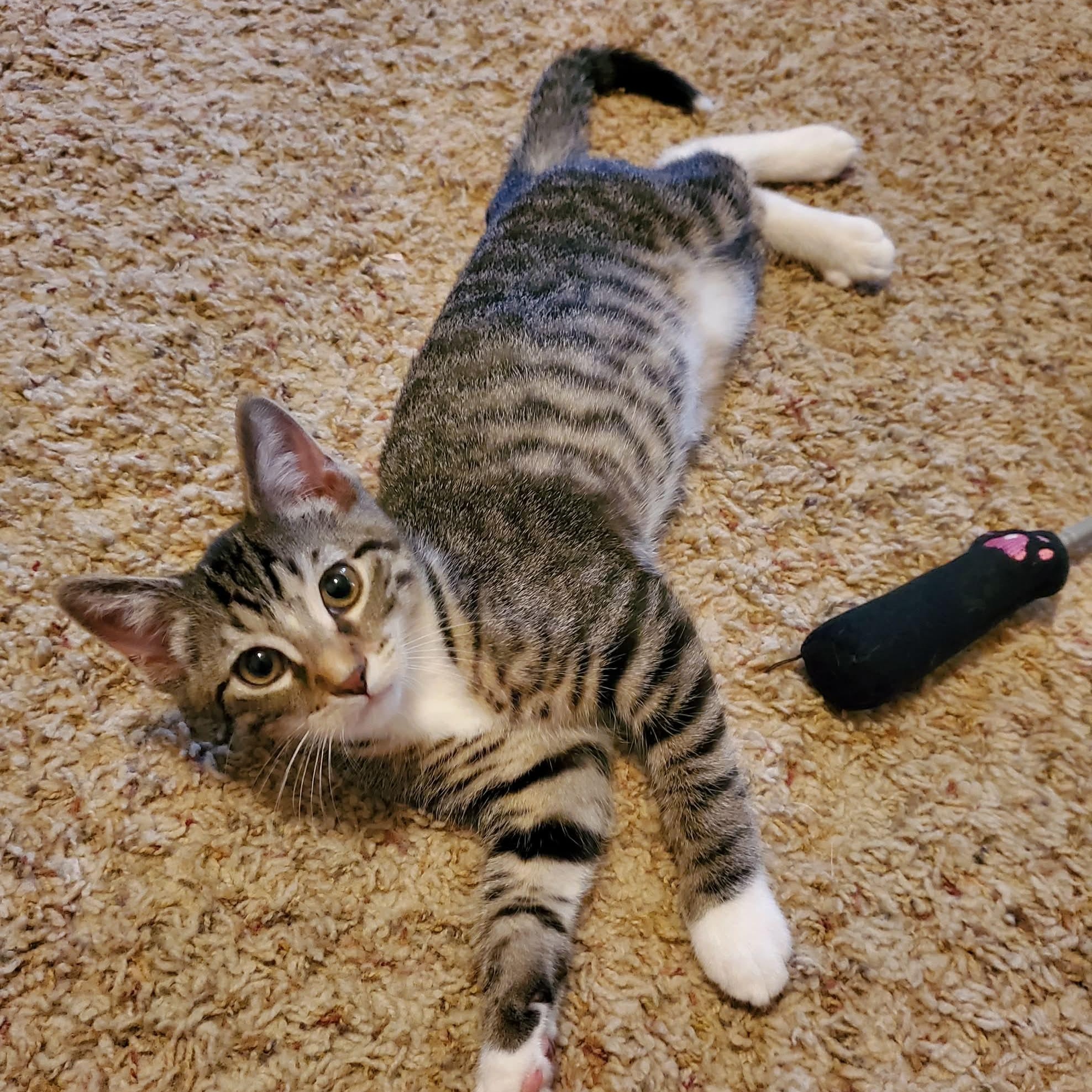 Thunder, a ADOPTABLE Domestic Short Hair in Sedalia, MO image 2/6