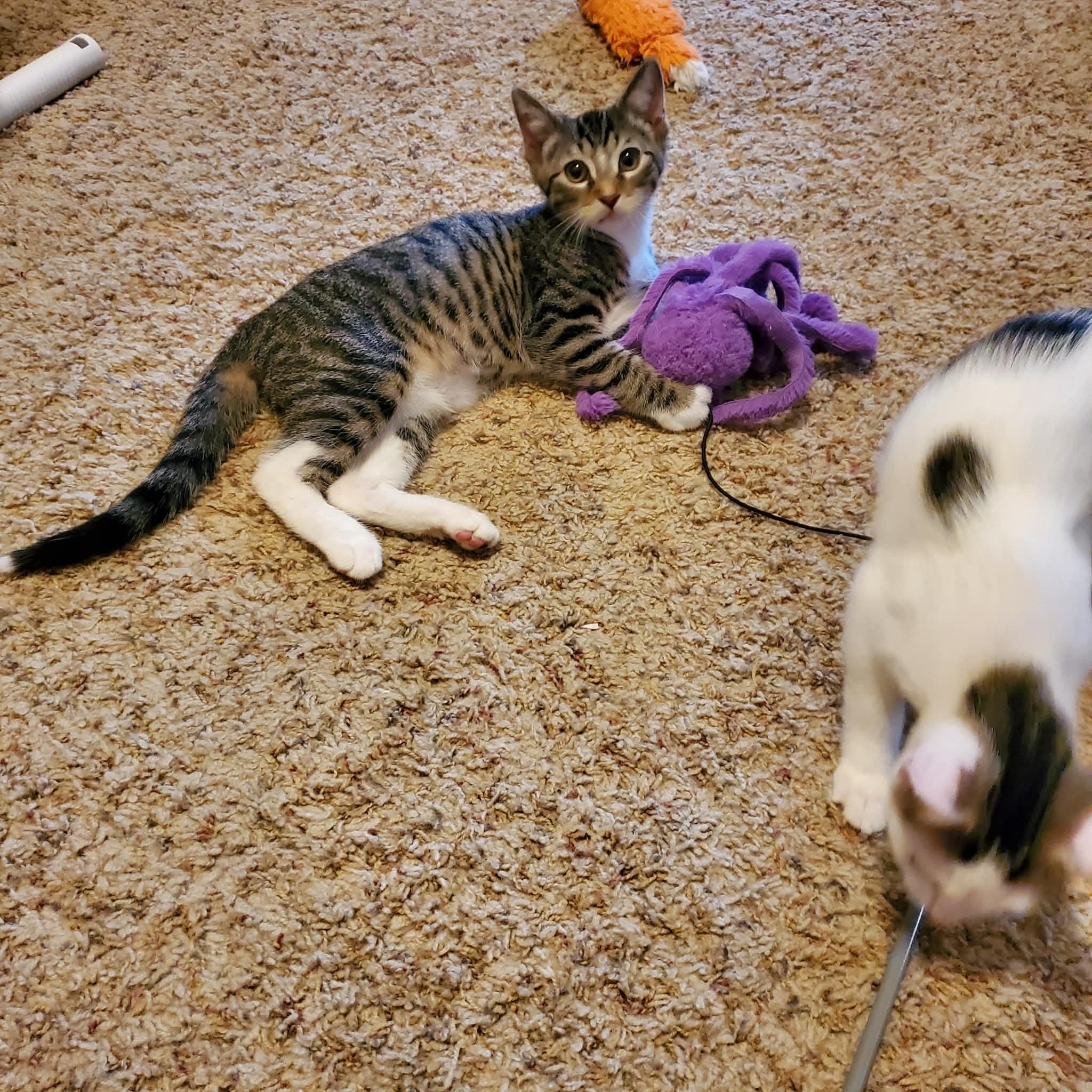 Thunder, a ADOPTABLE Domestic Short Hair in Sedalia, MO image 4/6